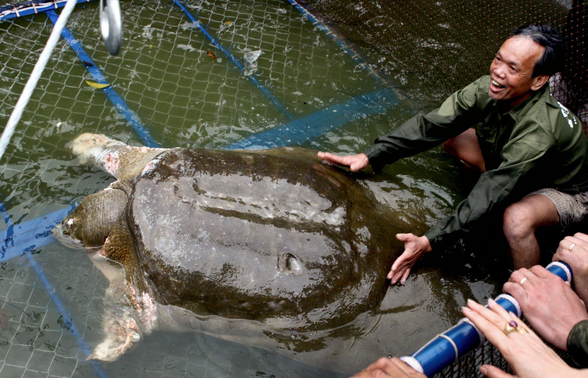 The Untimely Death of Great-Grandfather Turtle