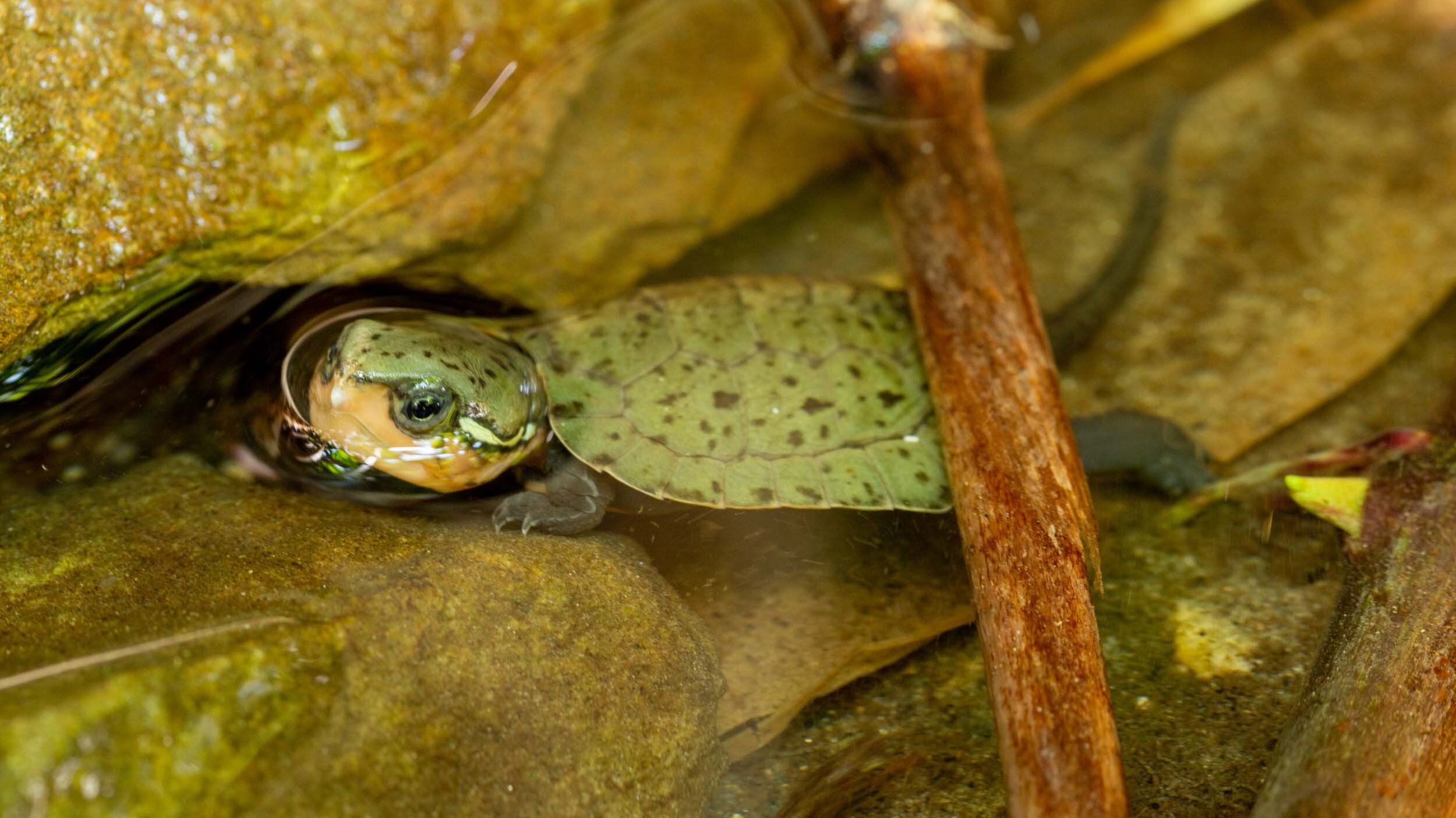 Hatching Season Success