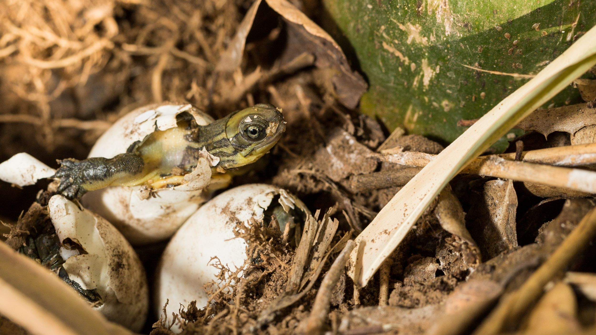 First Hatching of Second Generation Pan's Box Turtles in the United States