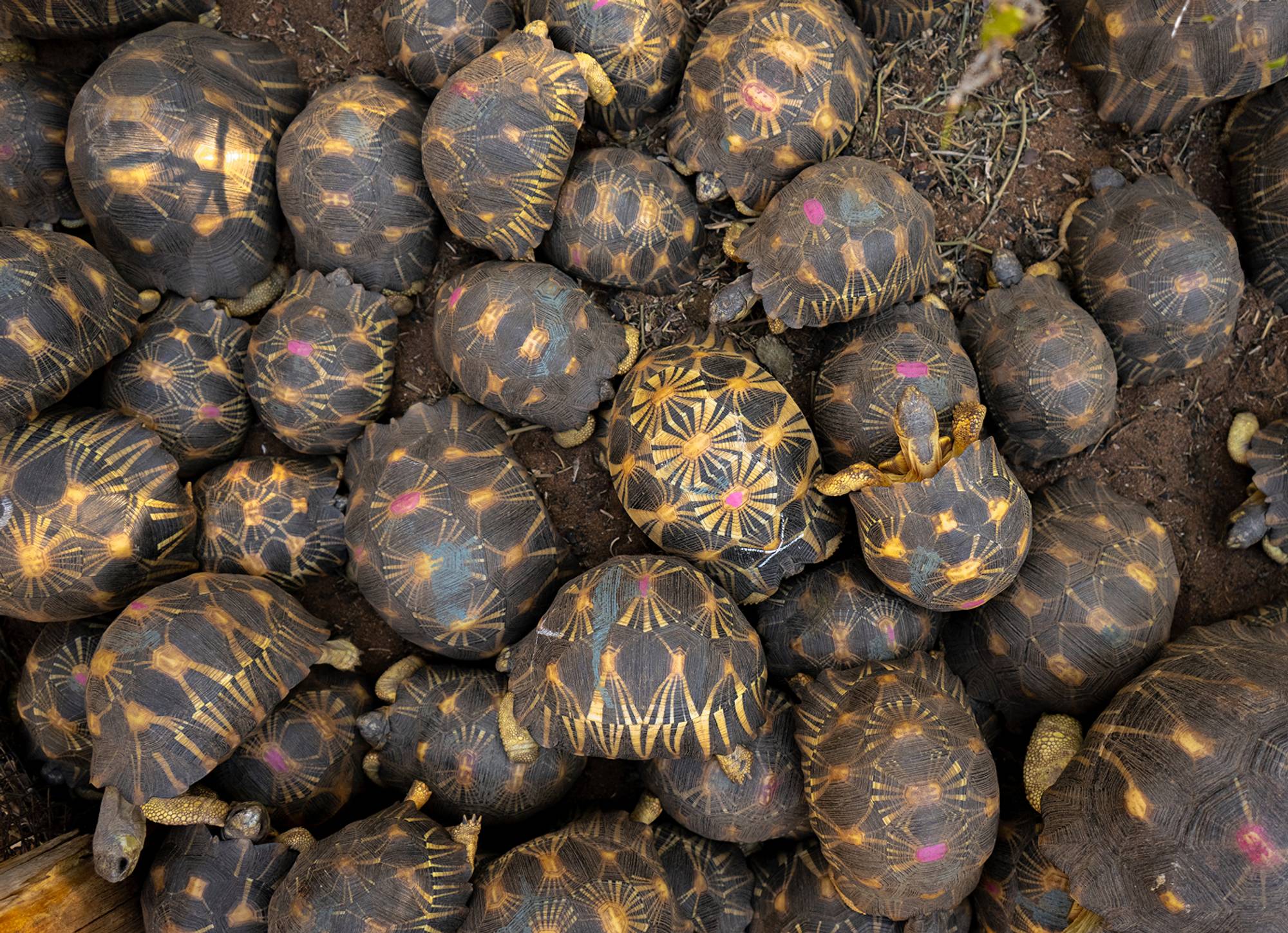 Southwestern Pond Turtle