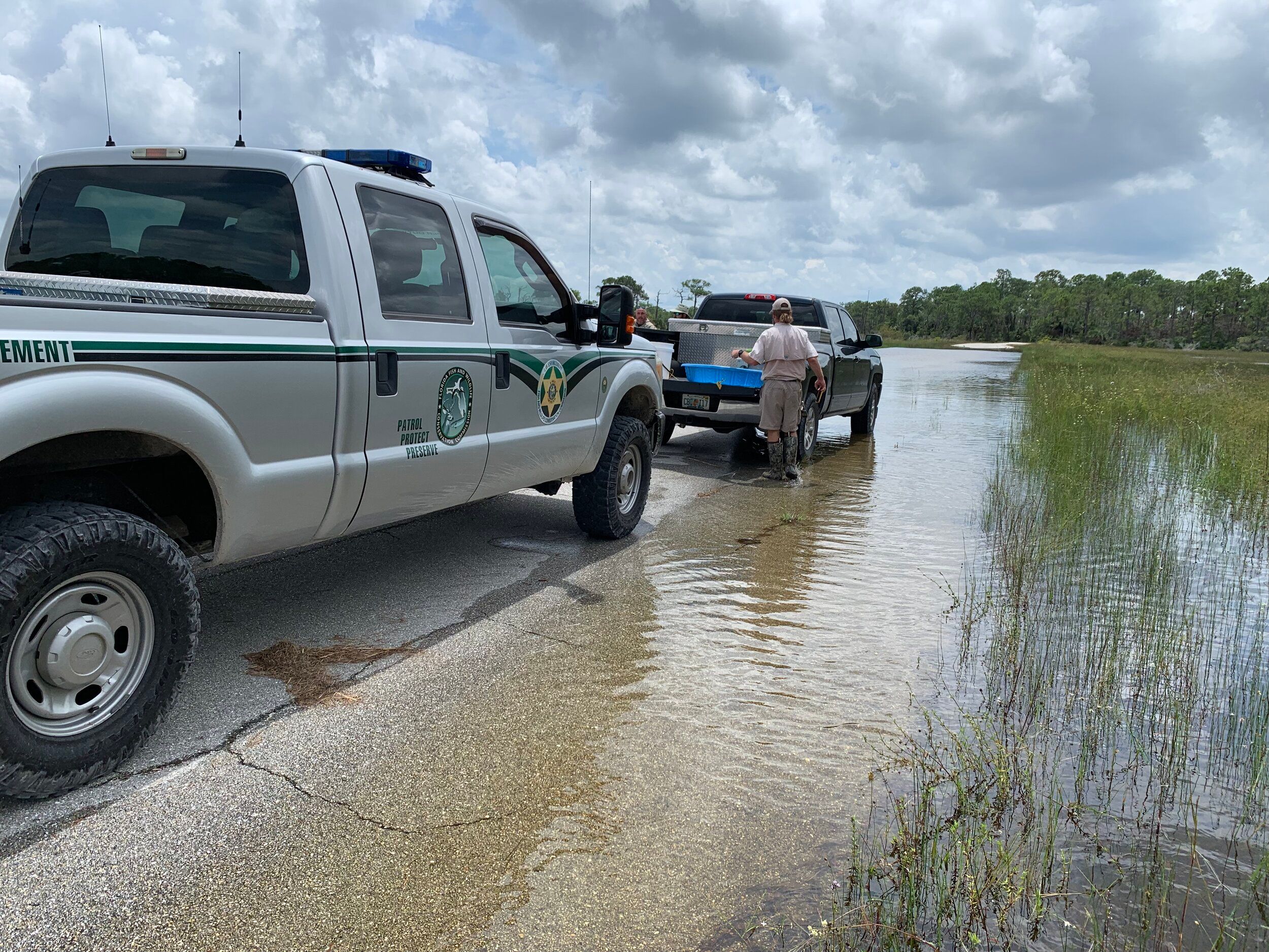 Turtle Trafficking in the US