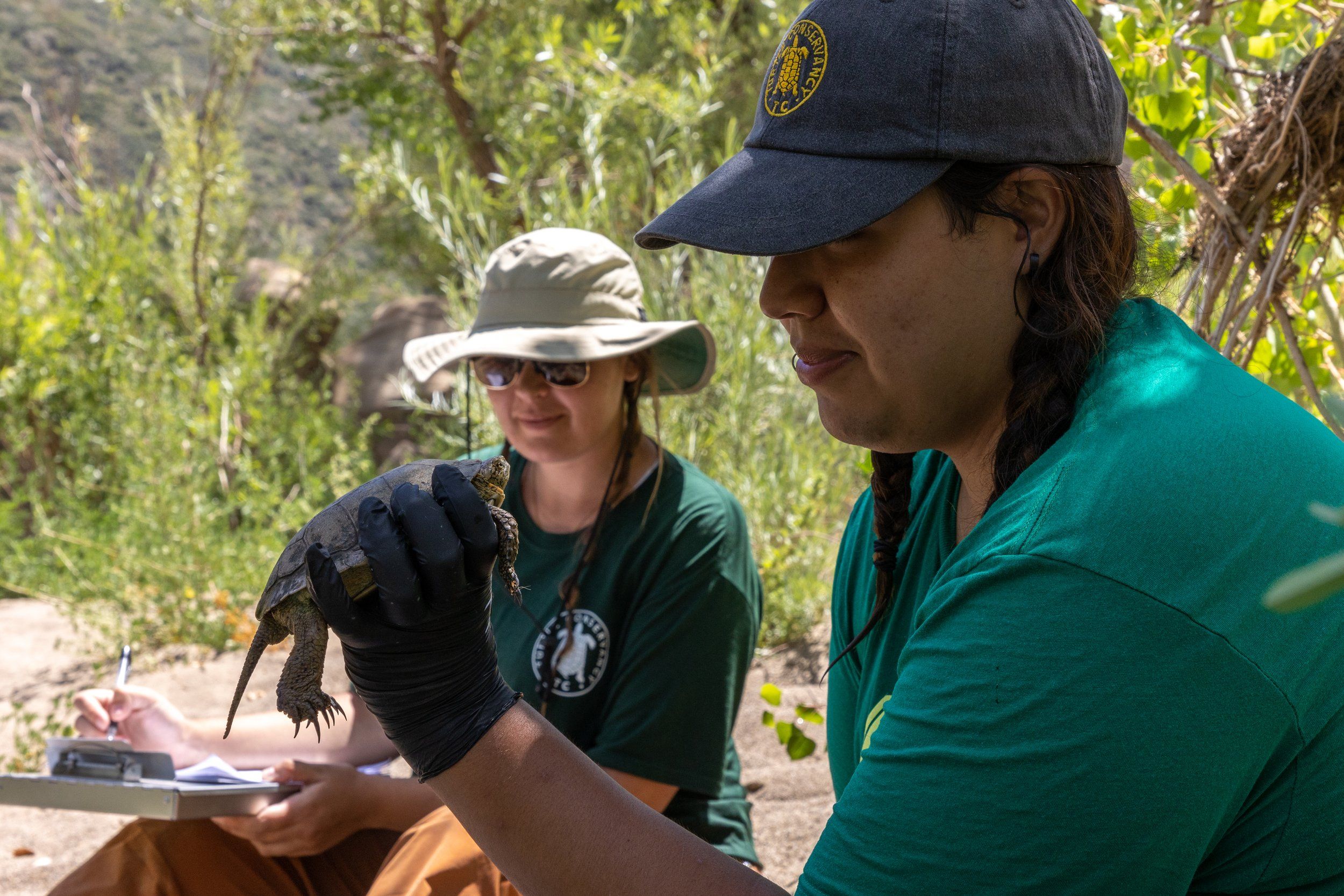 2023 Southern Pacific Pond Turtle Field Season Recap