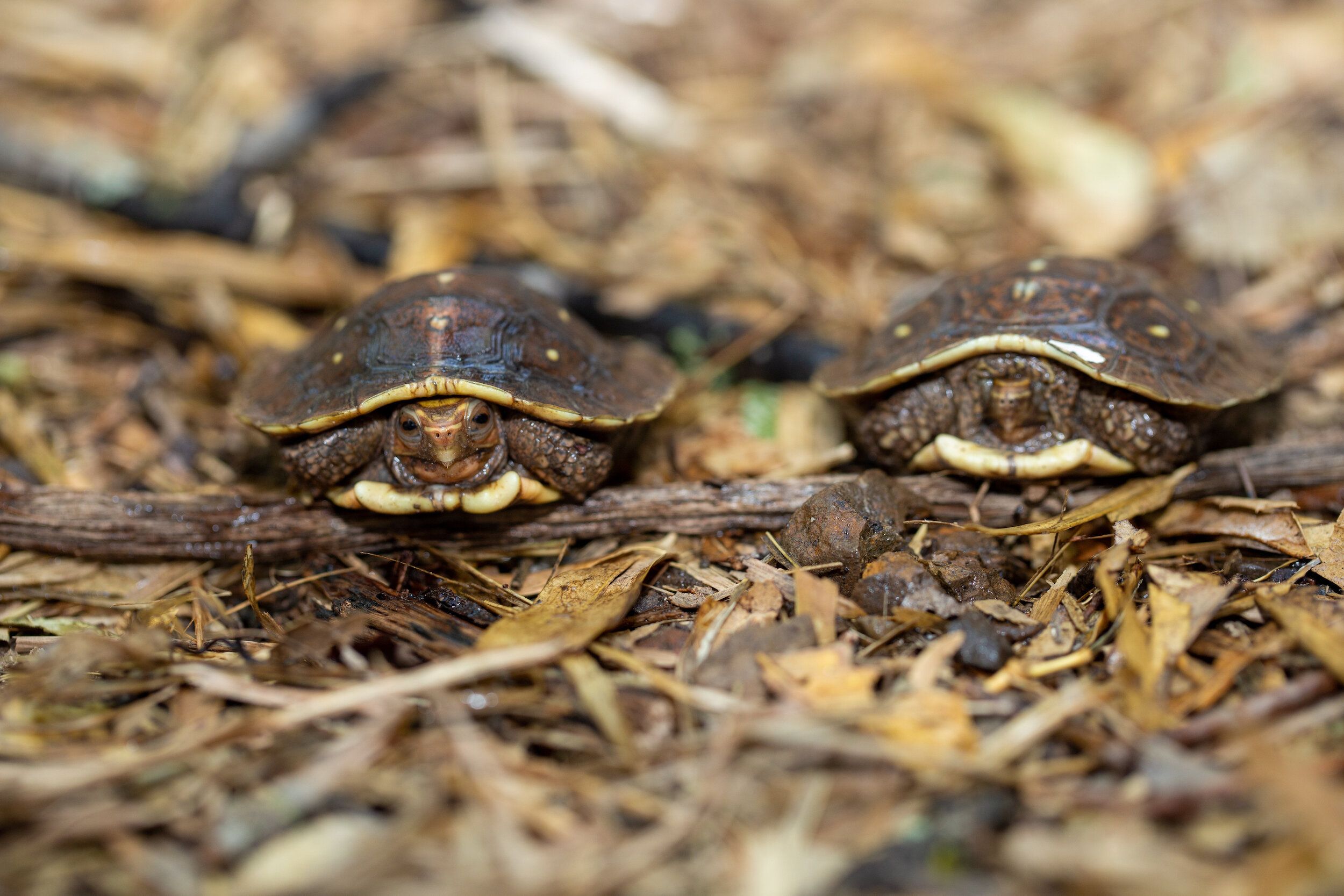 Recent Hatchlings