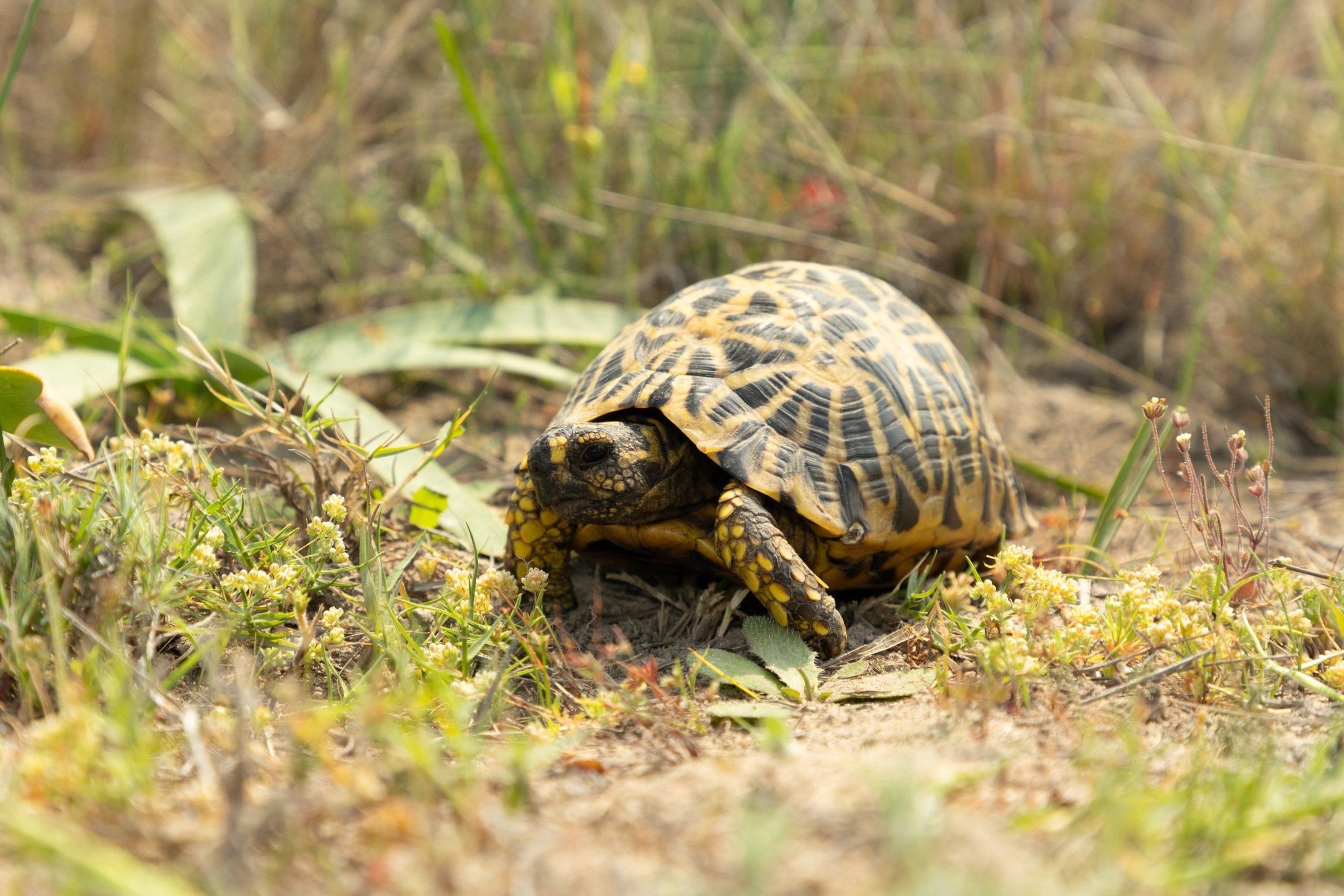 Geometric Tortoise Preserve Update