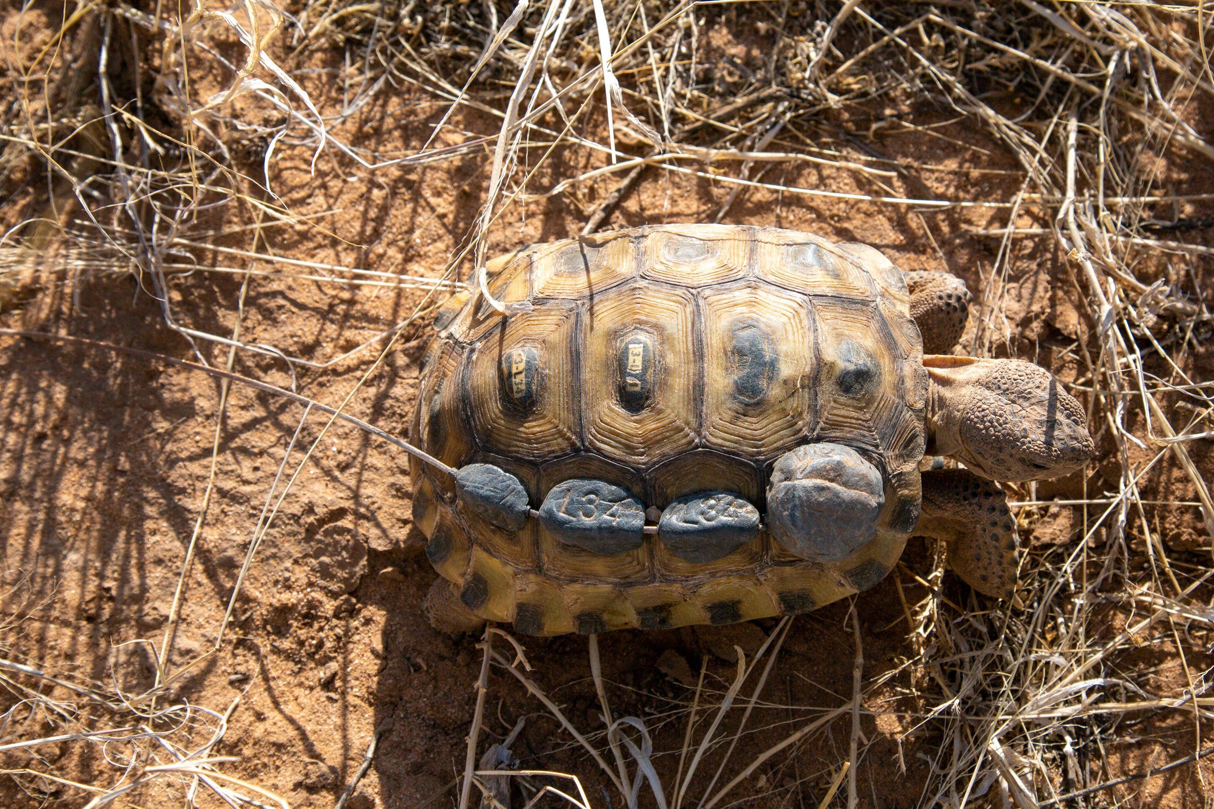 Ted Turner Saves Tortoises