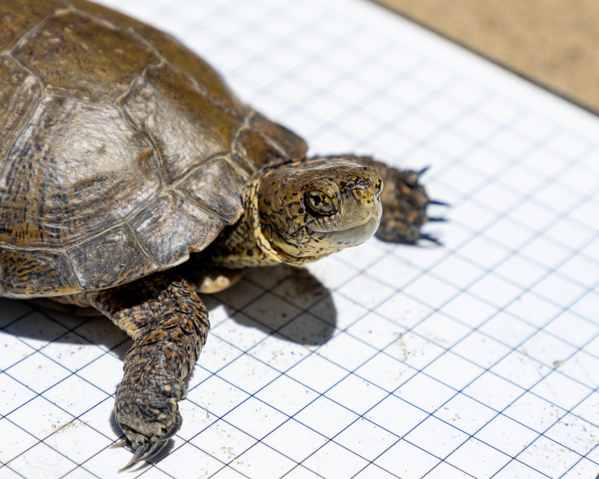 Southwestern pond turtle (Actinemys pallida)