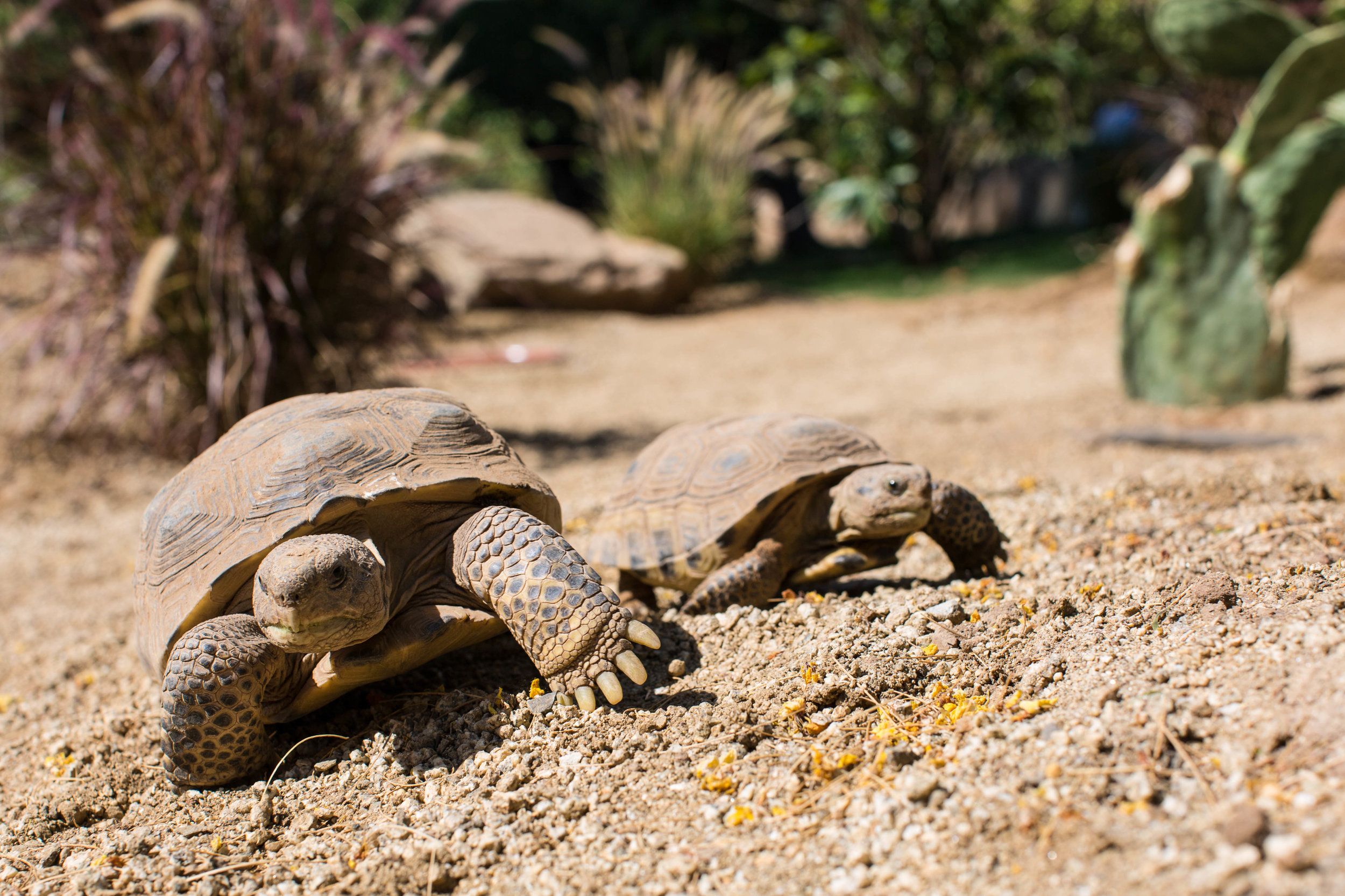 New Tortoise Enclosure