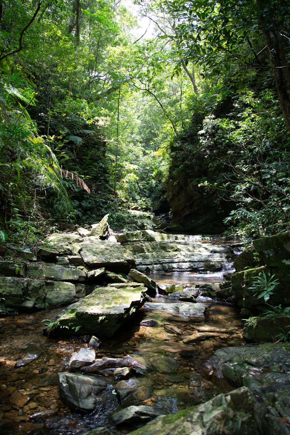 In Search of the Ryukyu Black-Breasted Leaf Turtle