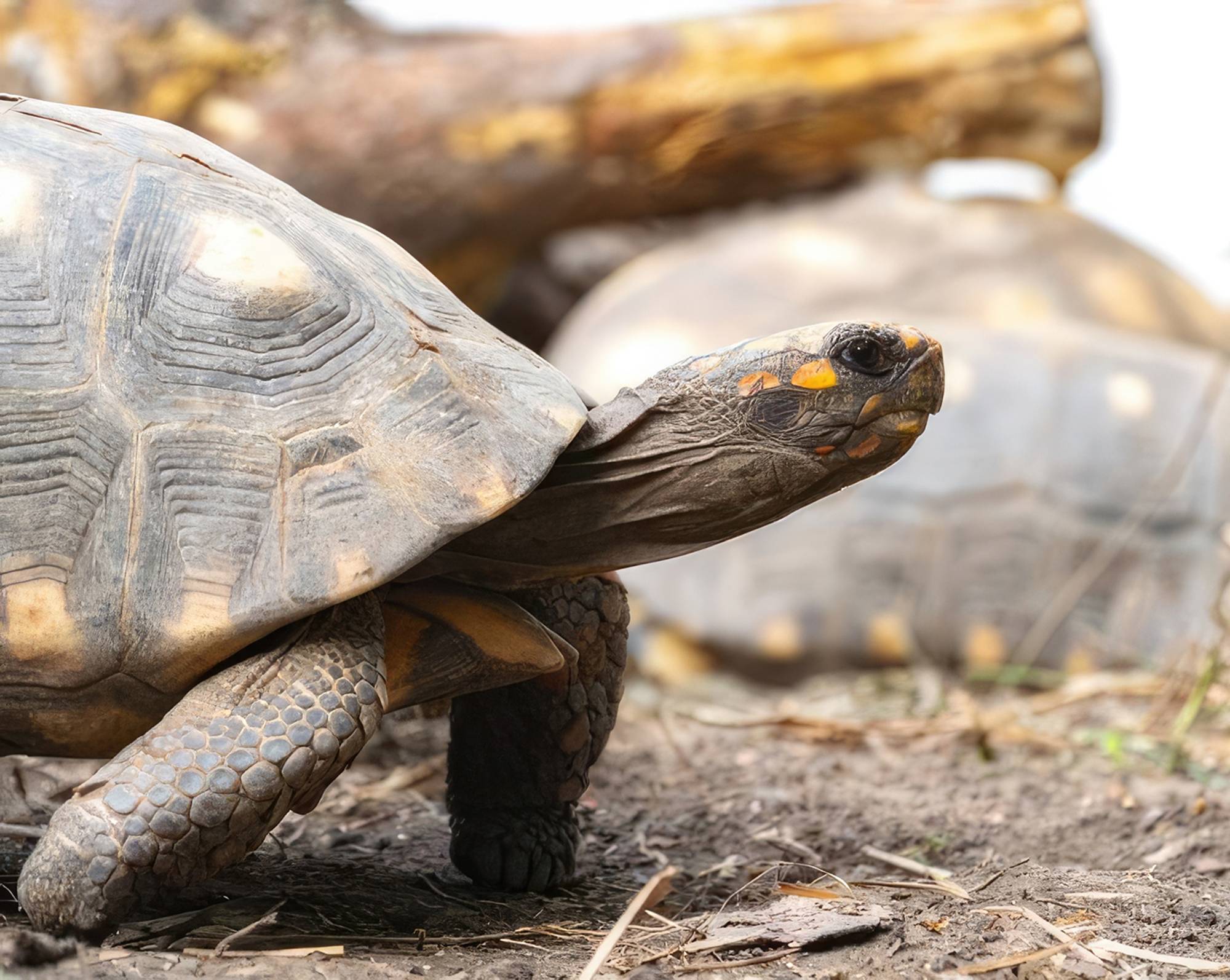 Southwestern Pond Turtle