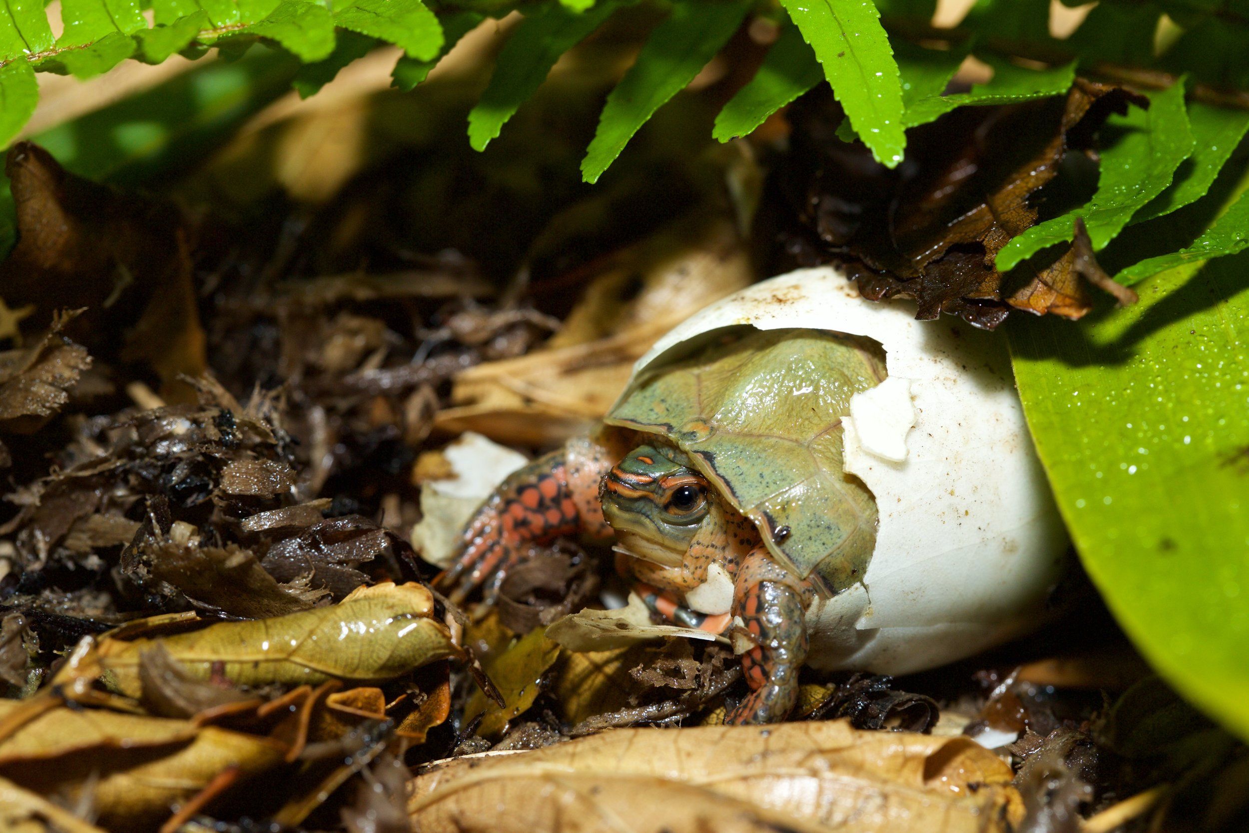 Recent Hatchlings