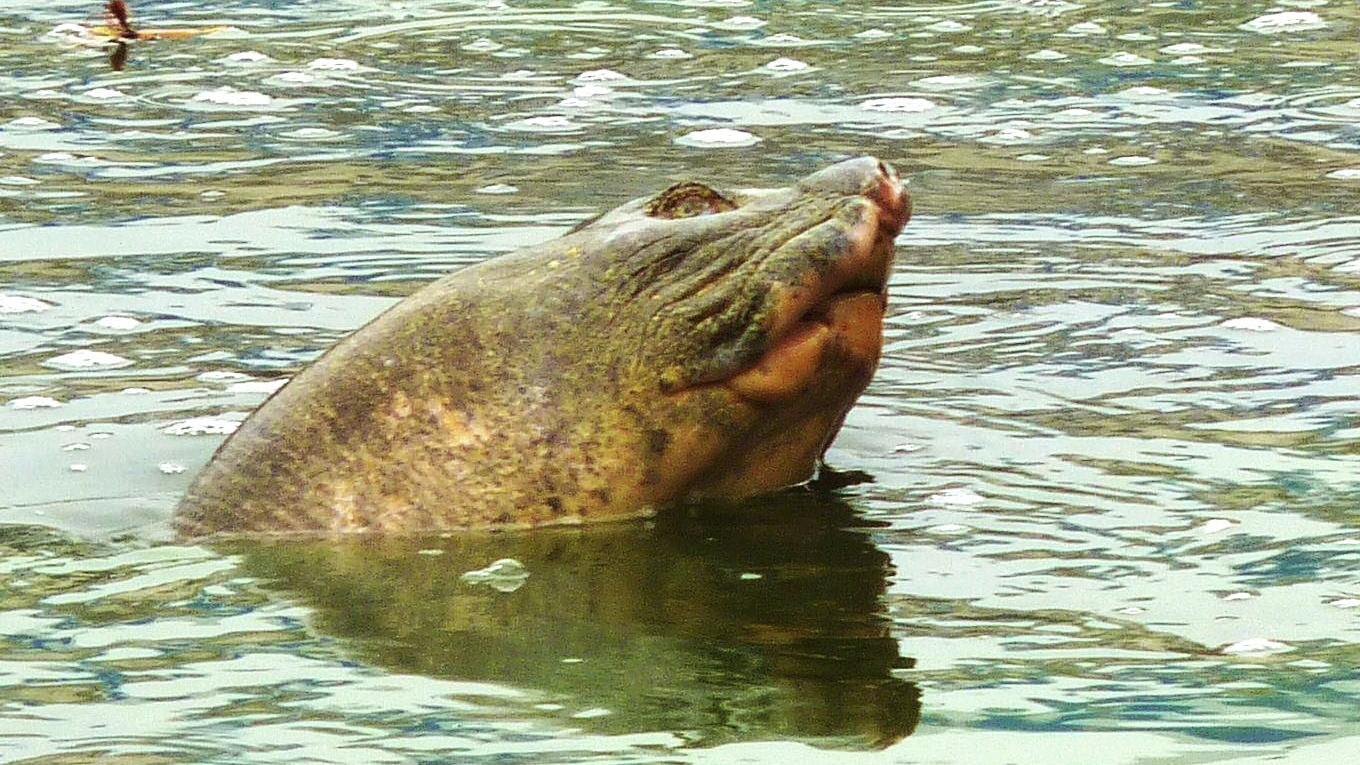 The Untimely Death of Great-Grandfather Turtle