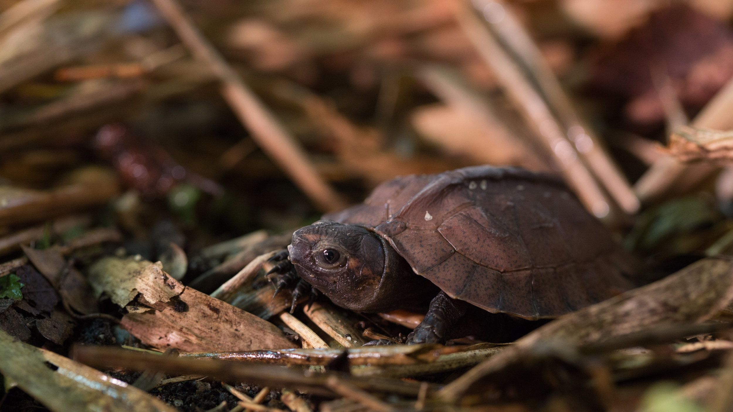 Conservation Center Success