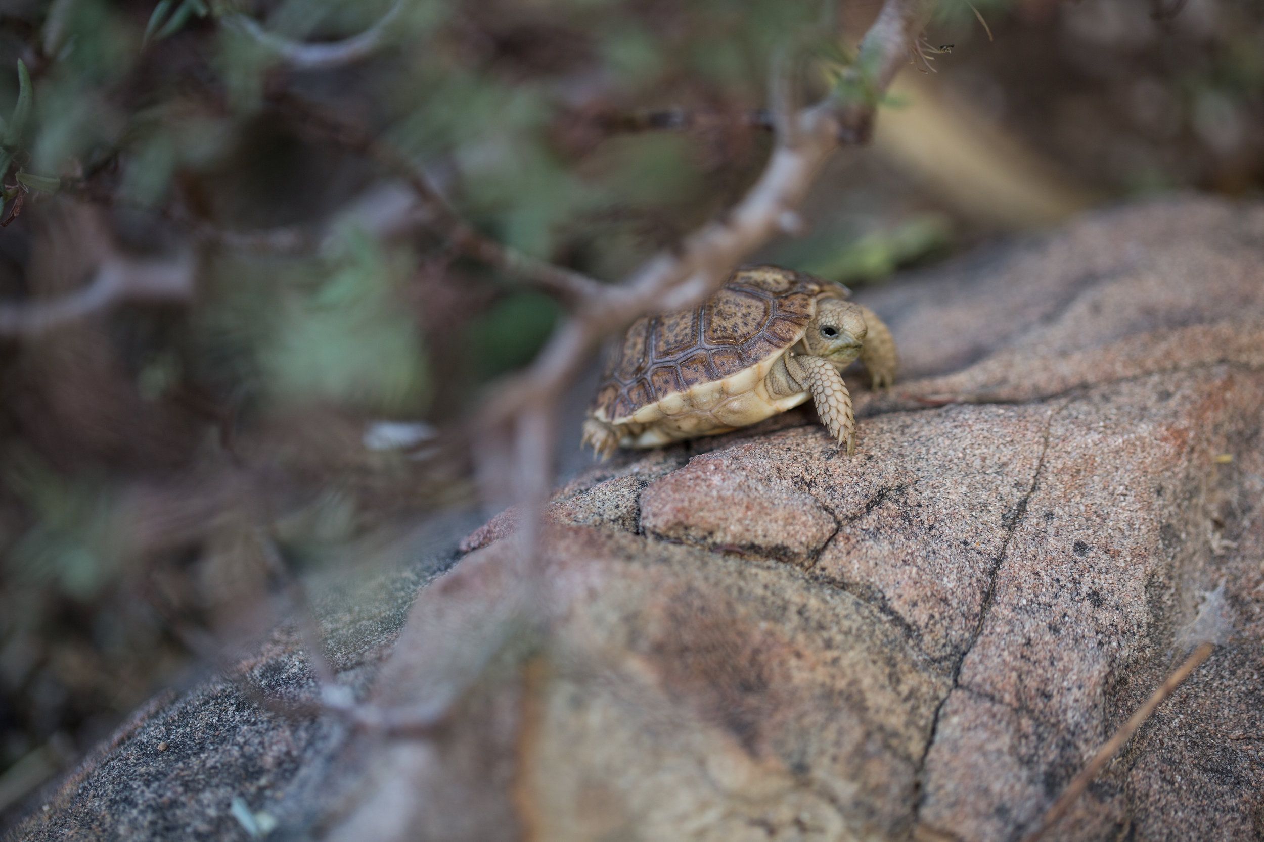 Conservation Center Success