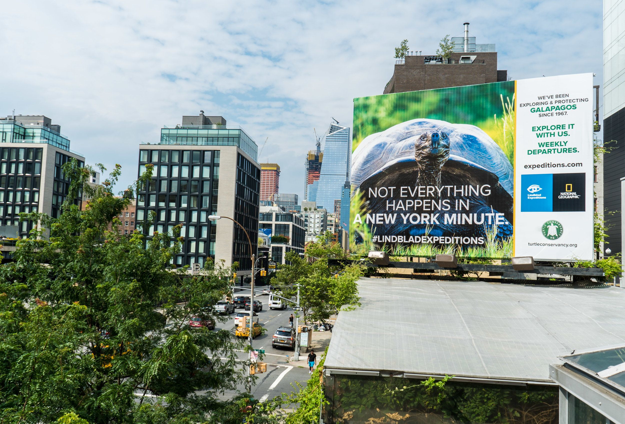 Galapagos Giant Tortoise Loose on the Highline!