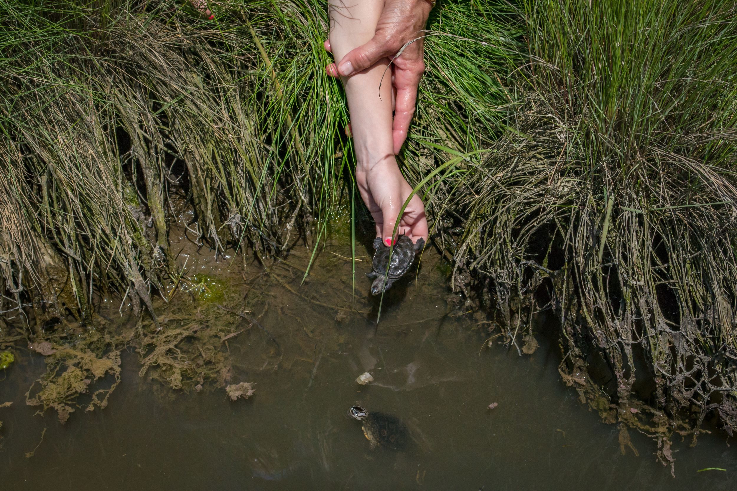 Diamondback Terrapin Project