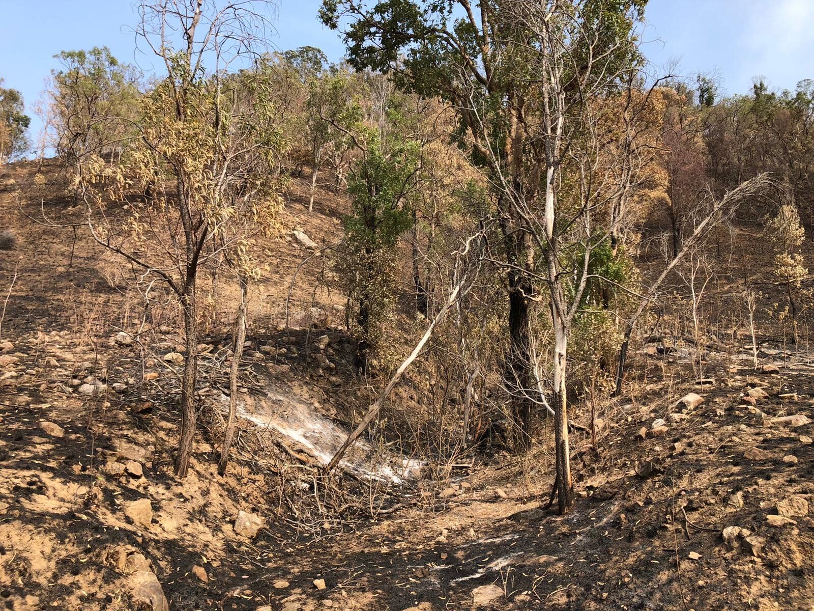 Wildfires Devastate Wildlife in Australia