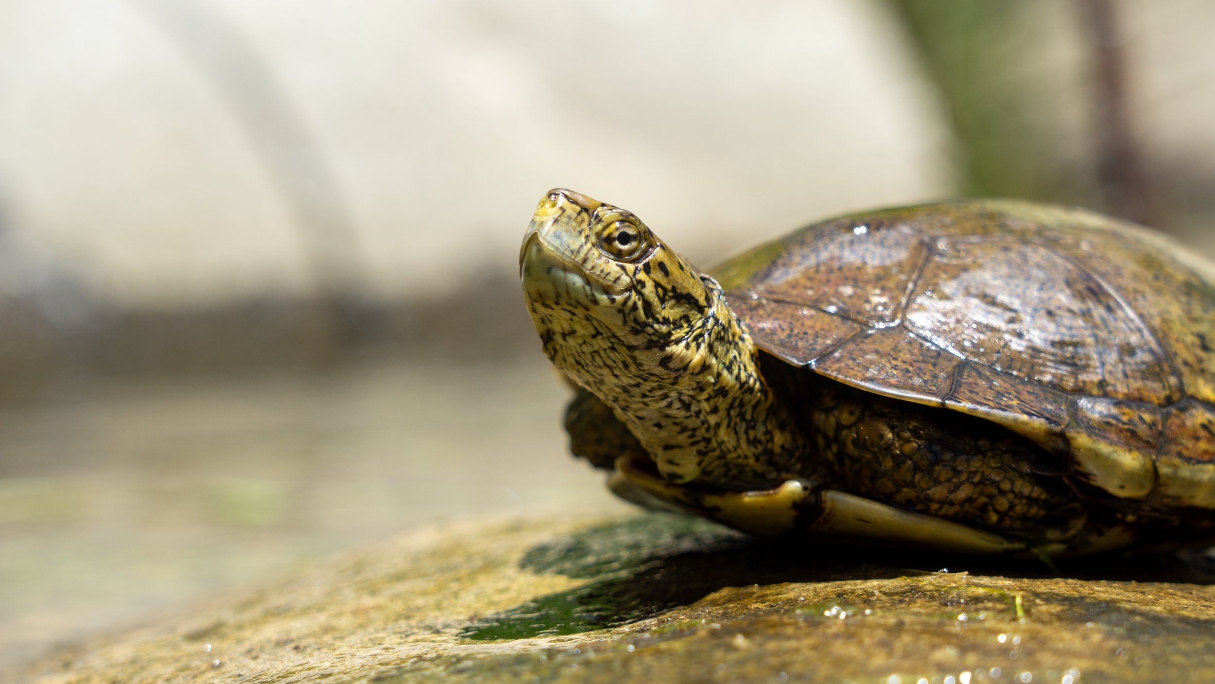 Southern Pacific Pond Turtle Conservation Program