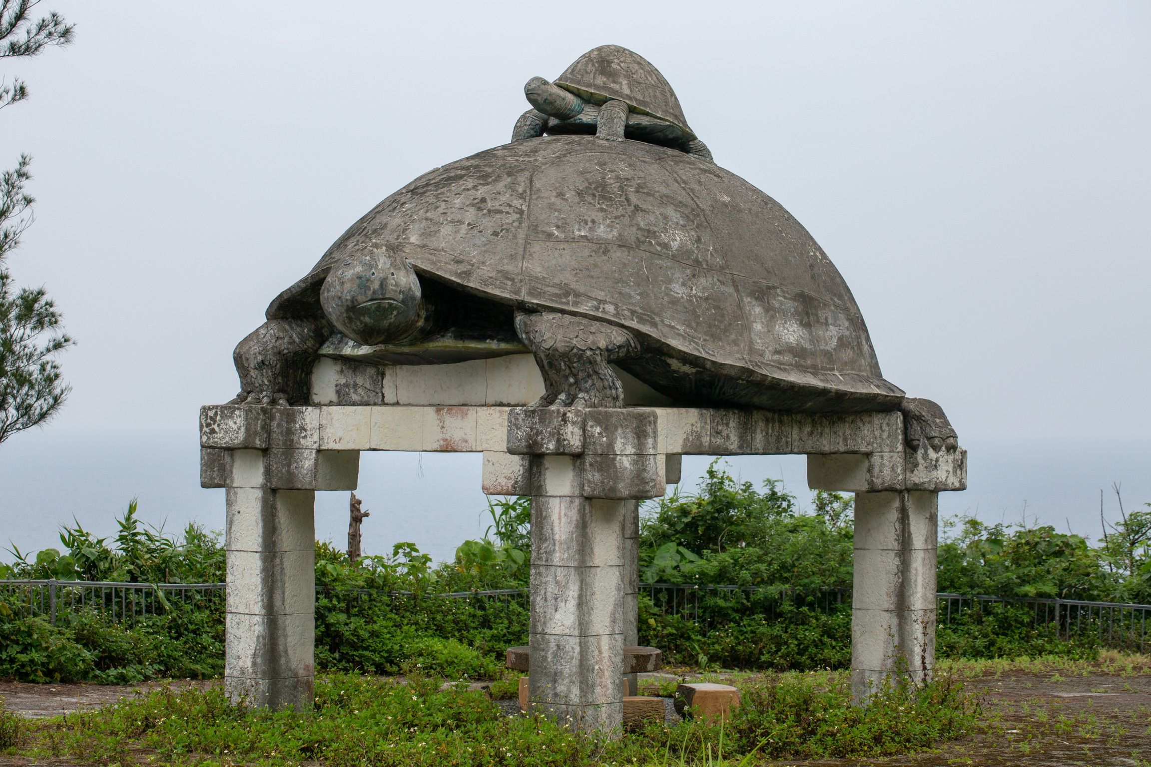 In Search of the Ryukyu Black-Breasted Leaf Turtle