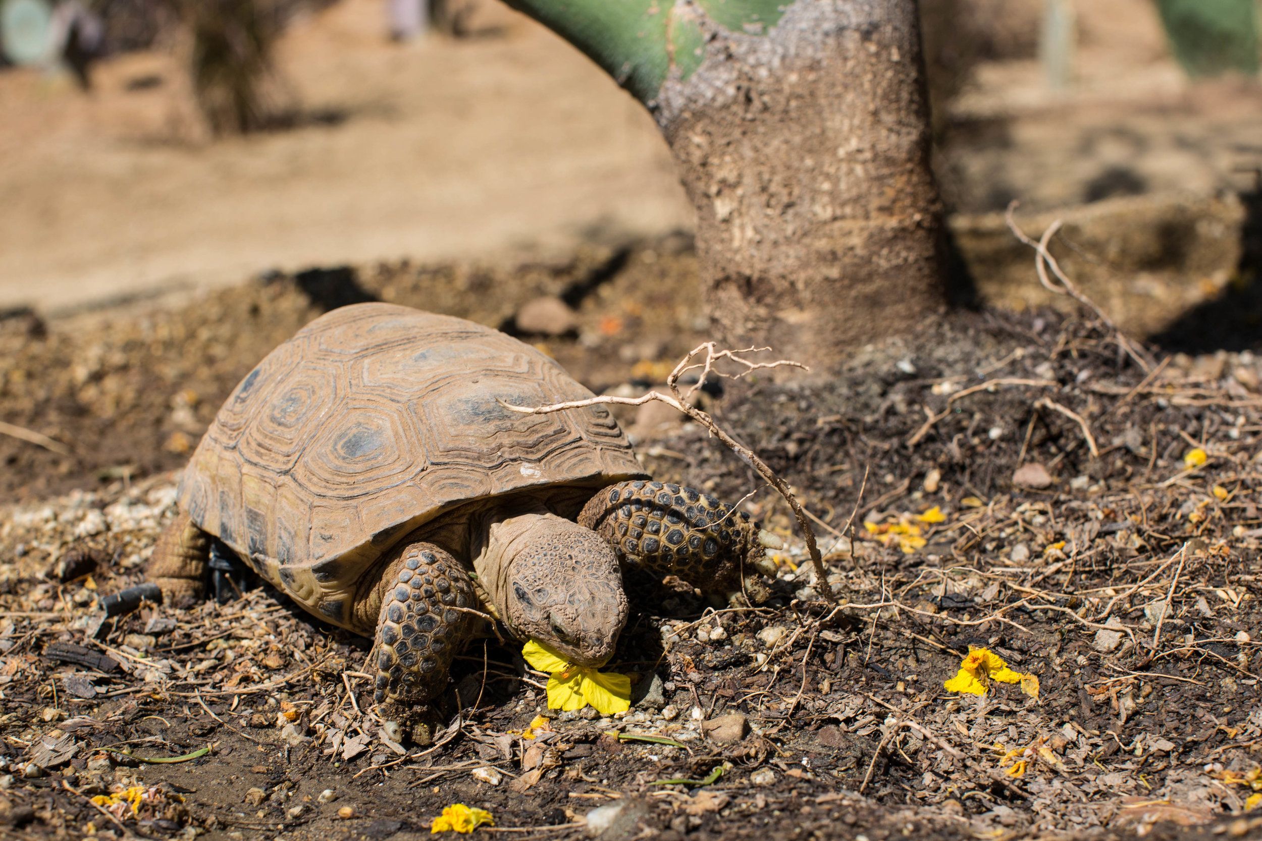 New Tortoise Enclosure