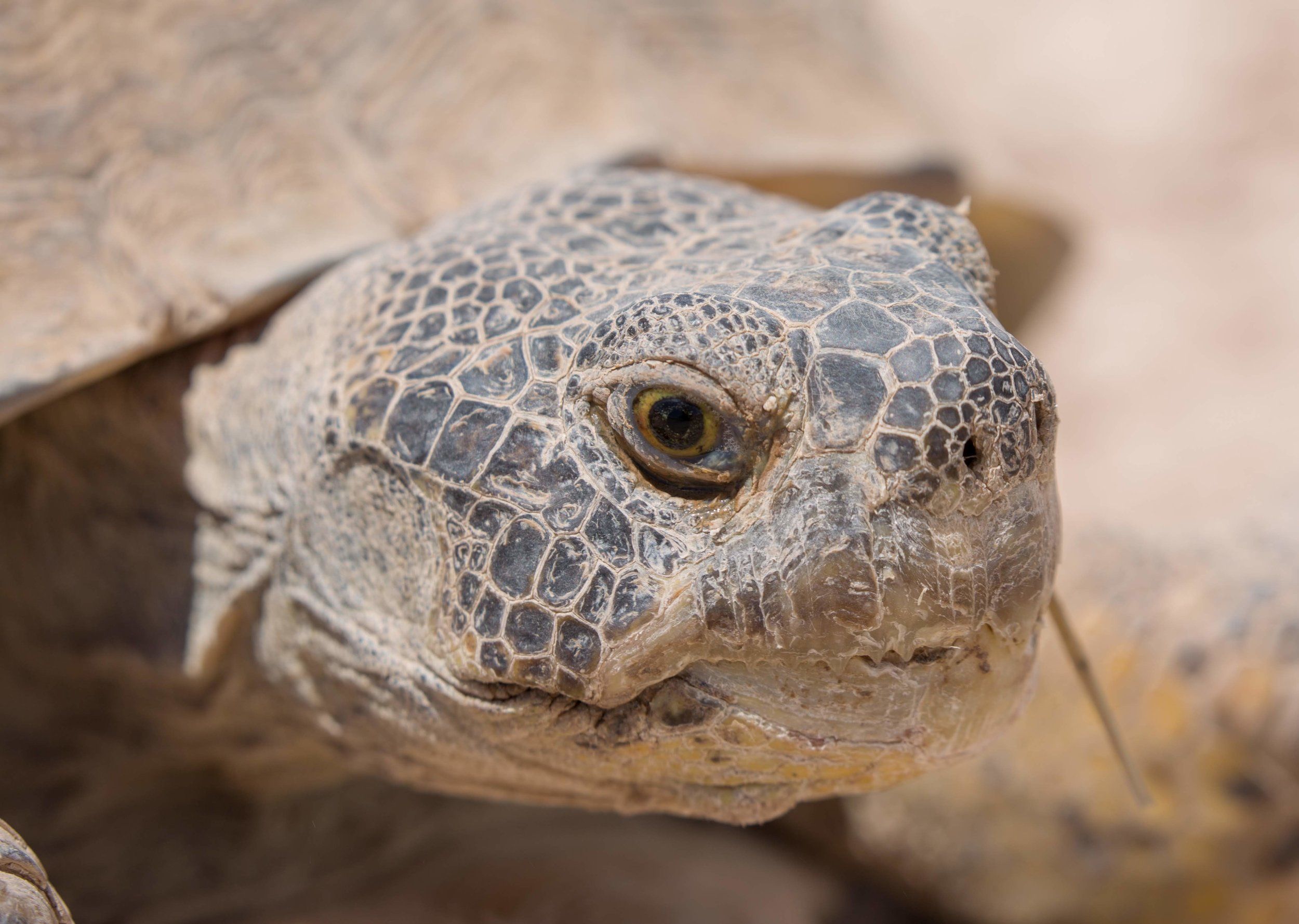 Bolson Tortoise Preserve Update