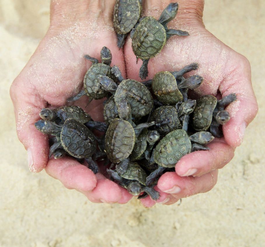 Terrapin Nesting Project