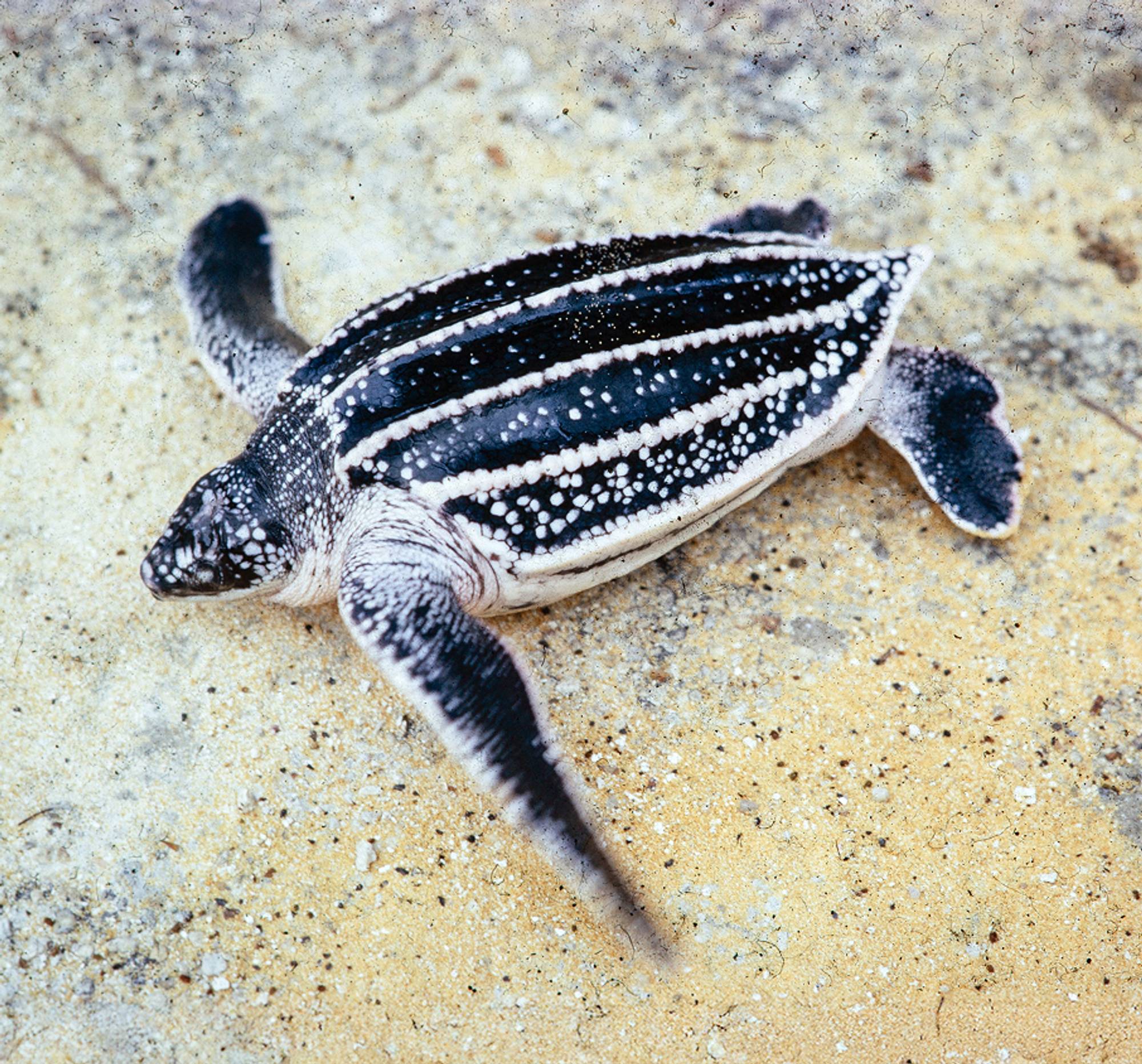 Guyana Sea Turtle Project