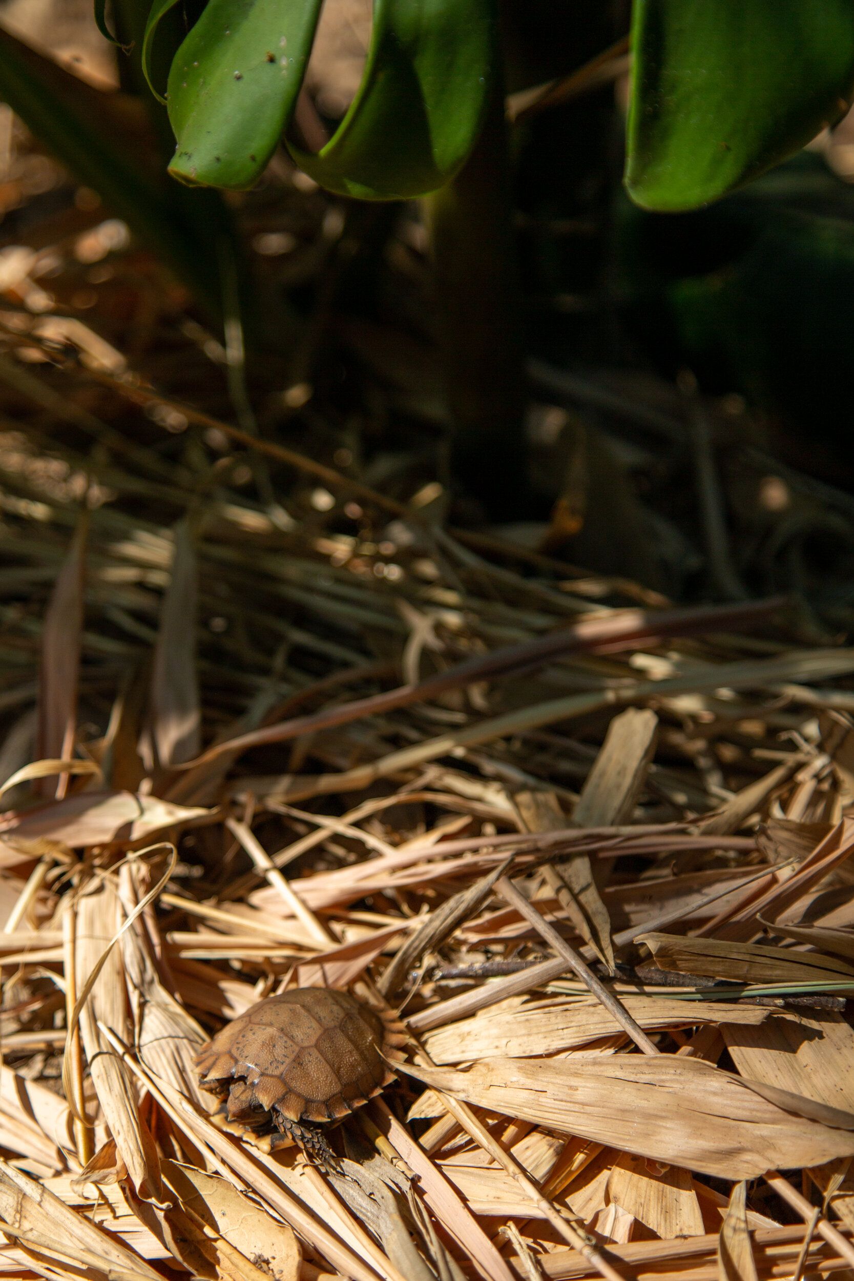 Rare Tortoise Hatches at Conservation Center