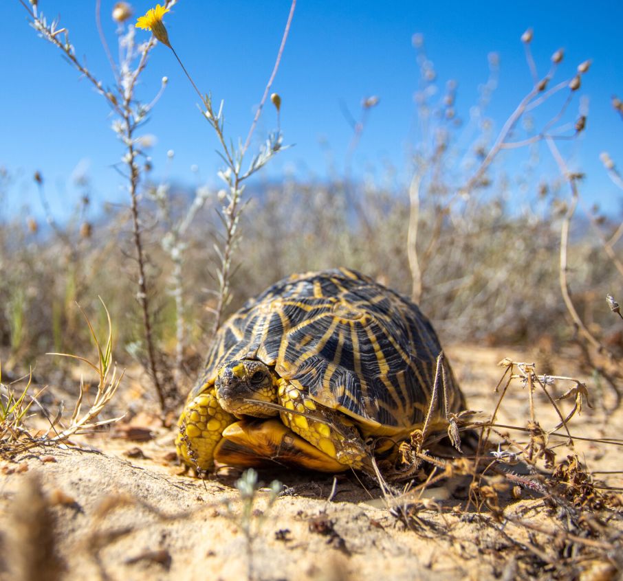 Geometric Tortoise Preserve