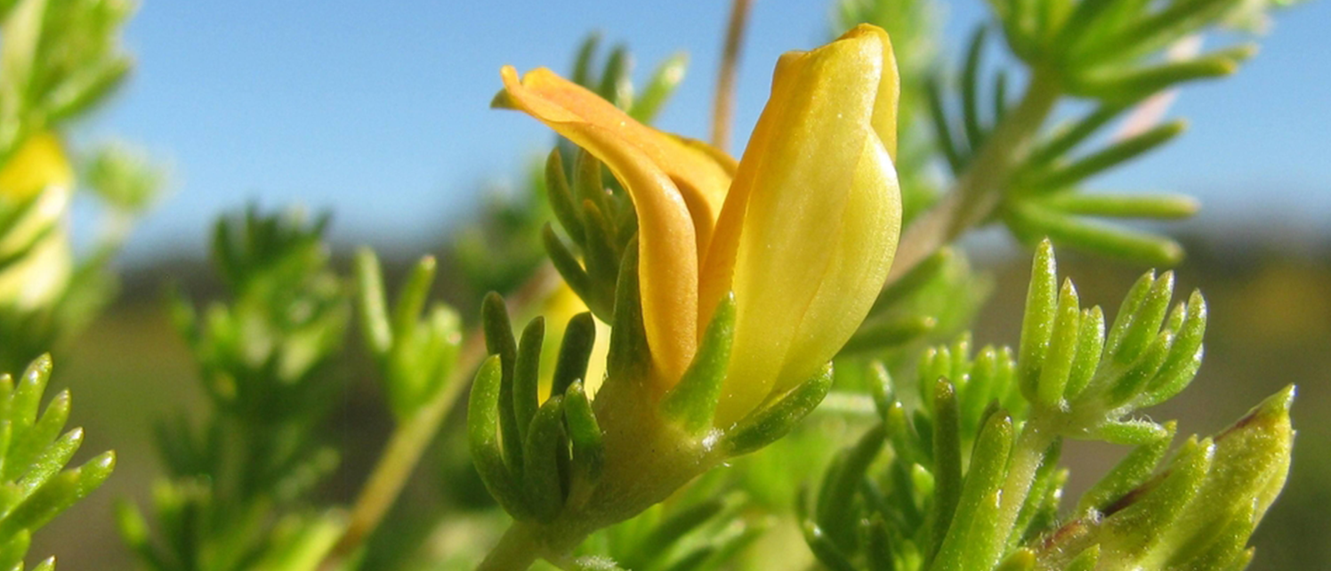 Near Extinct Plant Rediscovered in Geometric Tortoise Preserve