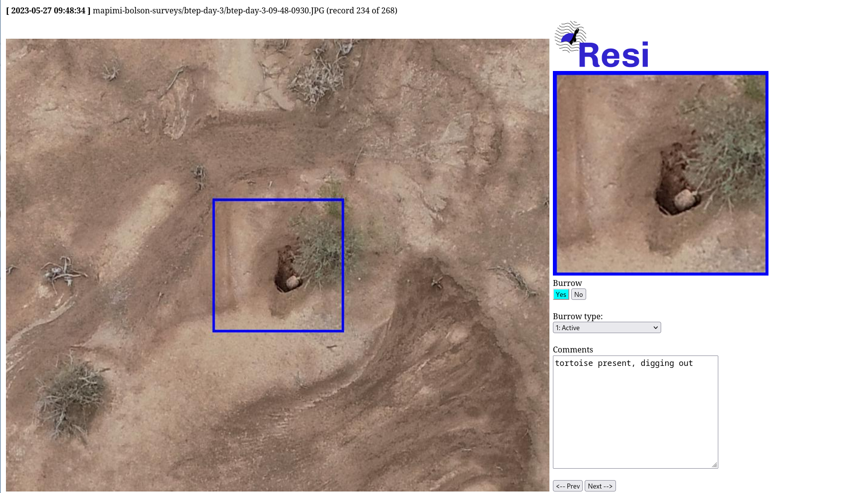 Revolutionizing Tortoise Surveys: Drones and AI Team Up to Protect Bolson Tortoises