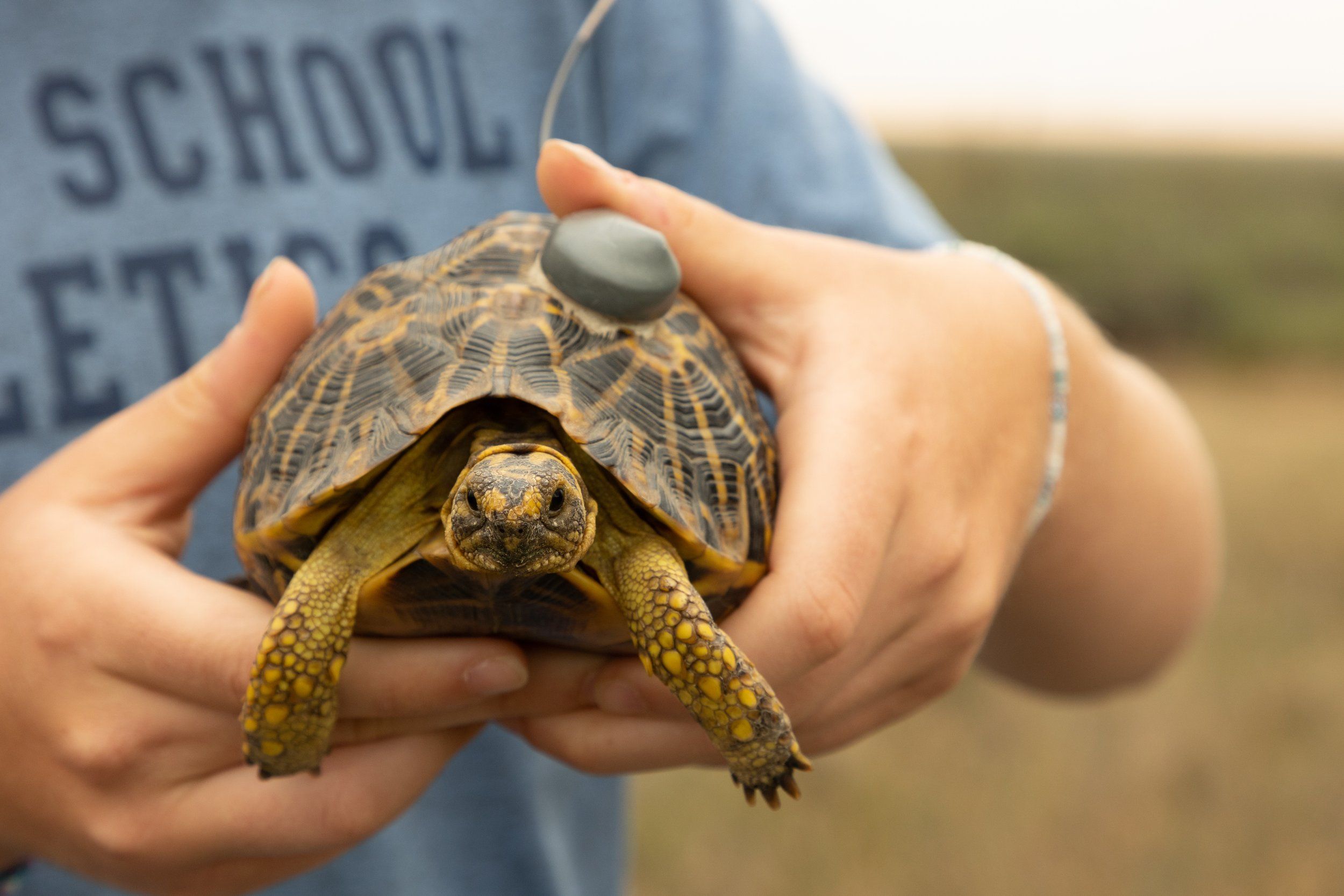 Geometric Tortoise Preserve Update