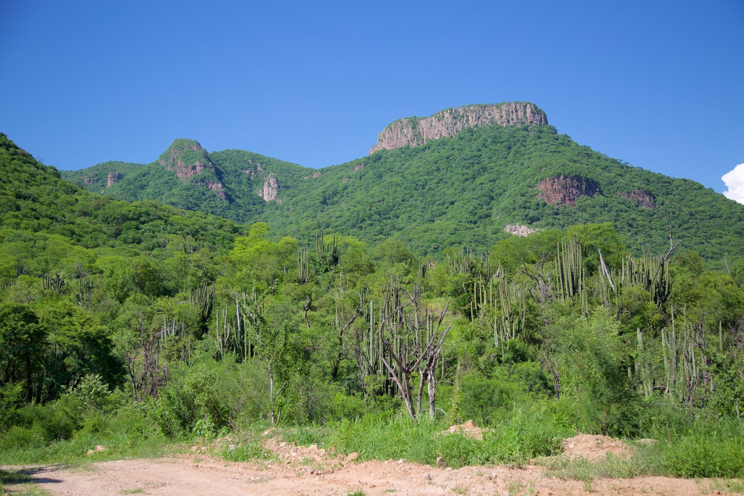 Saving a Mountain in Mexico