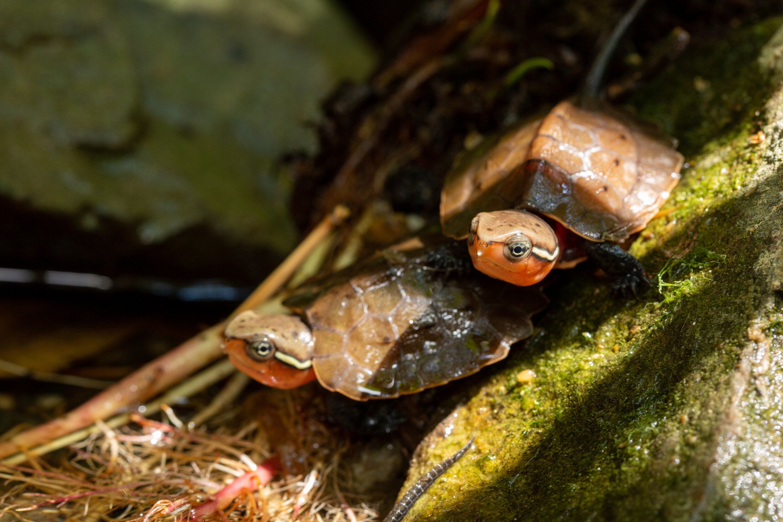 Hatching Season Success