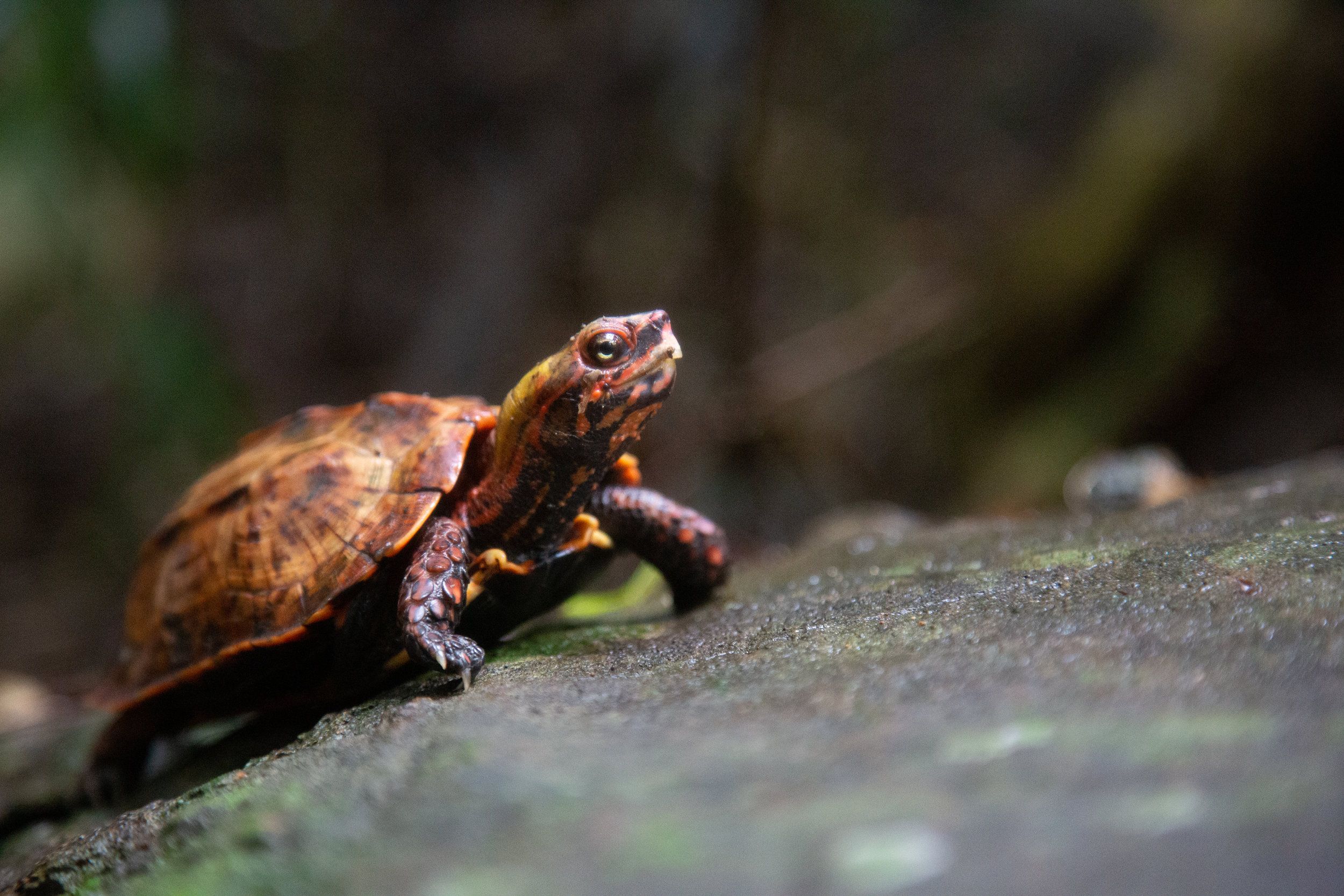 In Search of the Ryukyu Black-Breasted Leaf Turtle