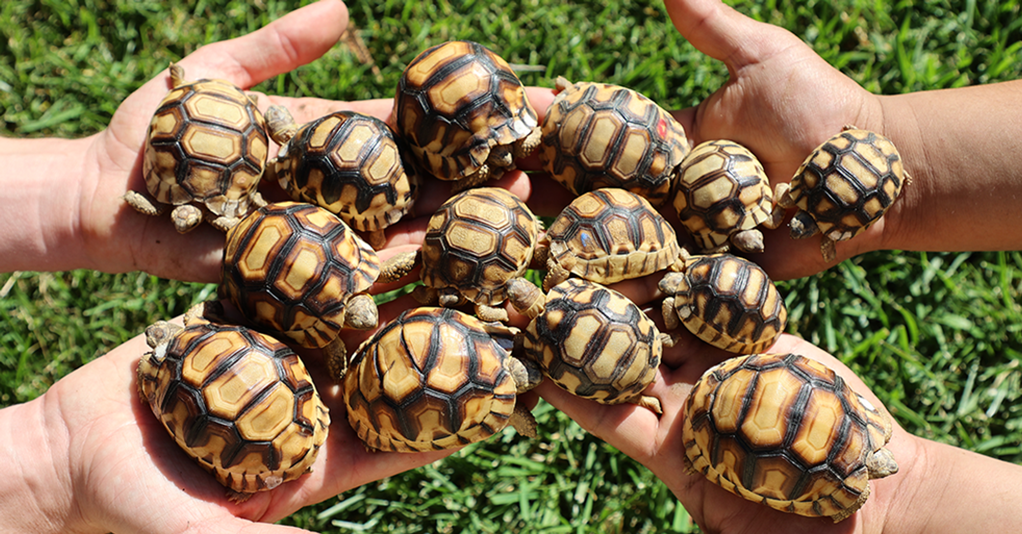 Fifteen Years in the Making: The First Ploughshare Tortoises Ever Born Outside of Madagascar For Rewilding