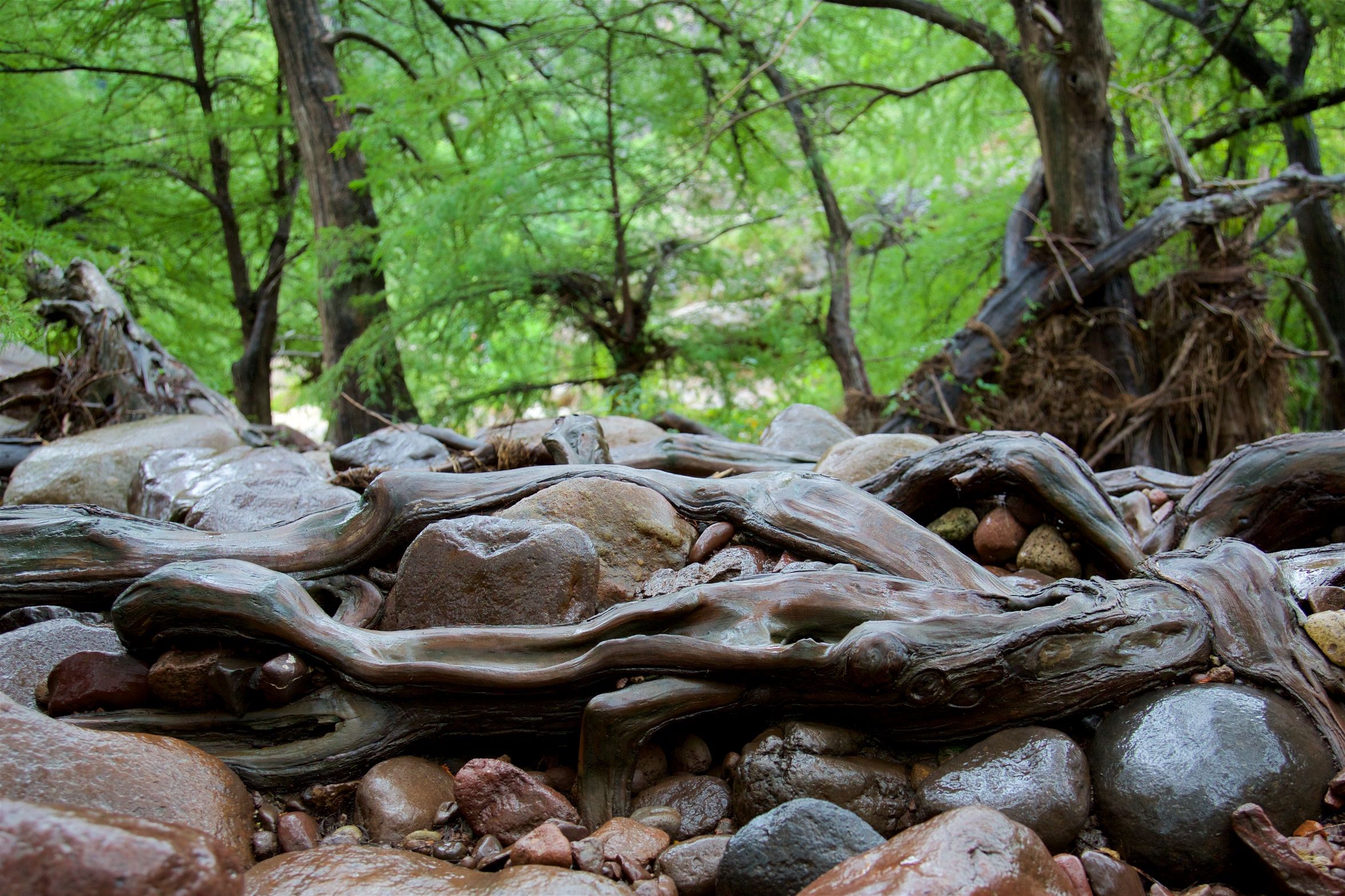 Saving a Mountain in Mexico