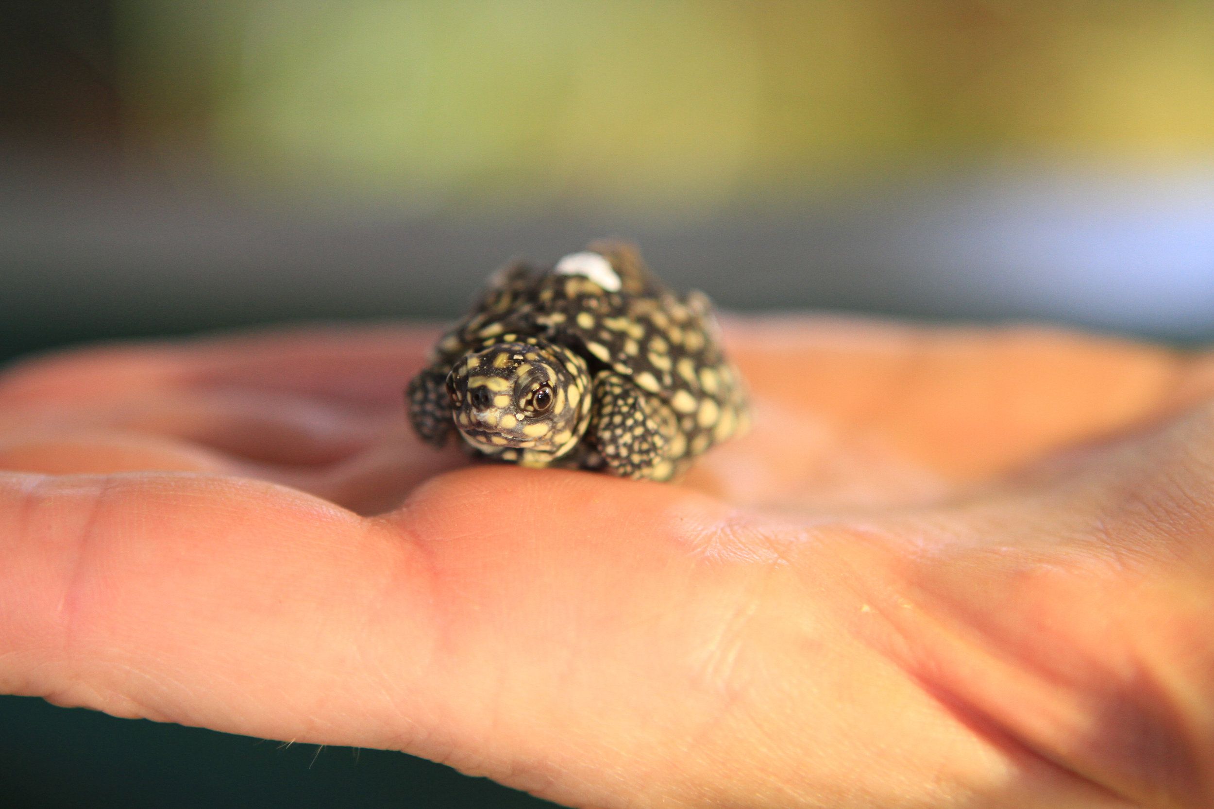 Conservation Center Success