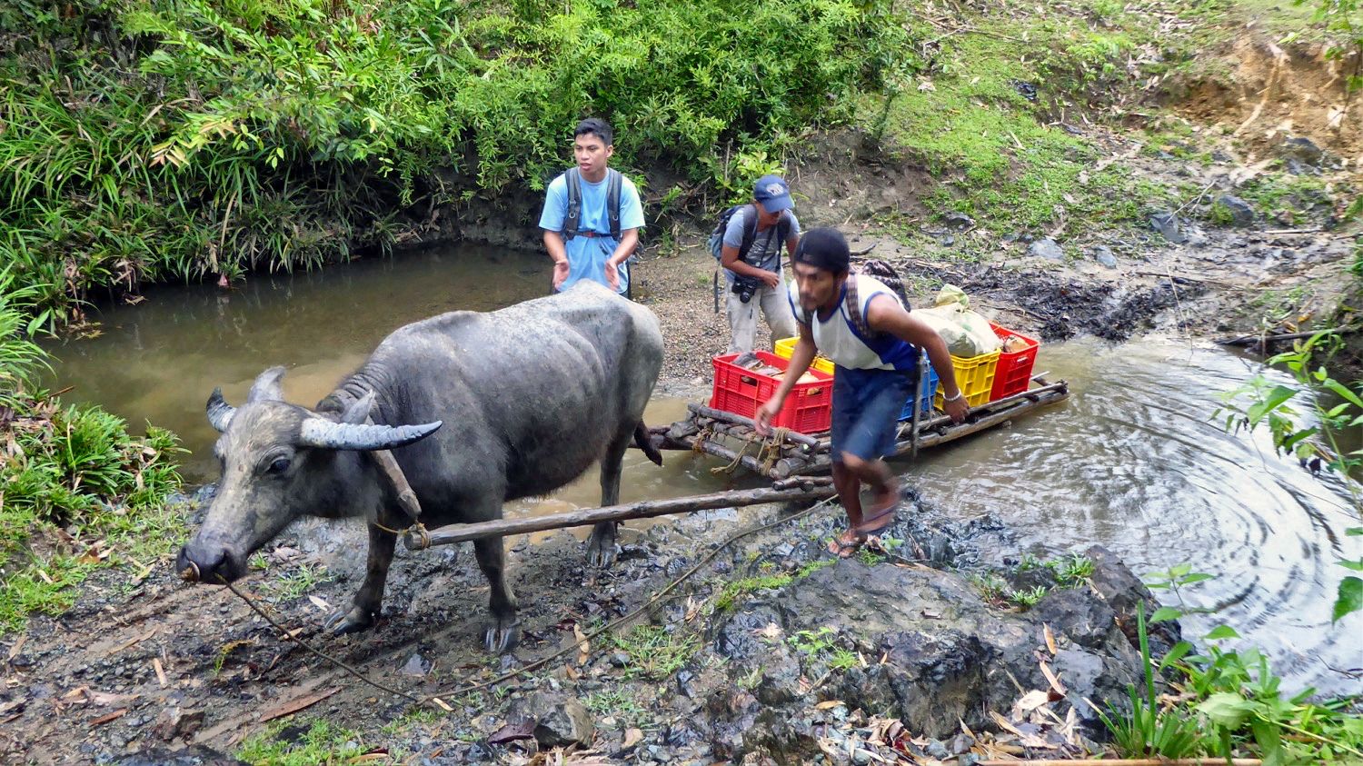 UPDATE: Philippine Forest Turtle Rescue