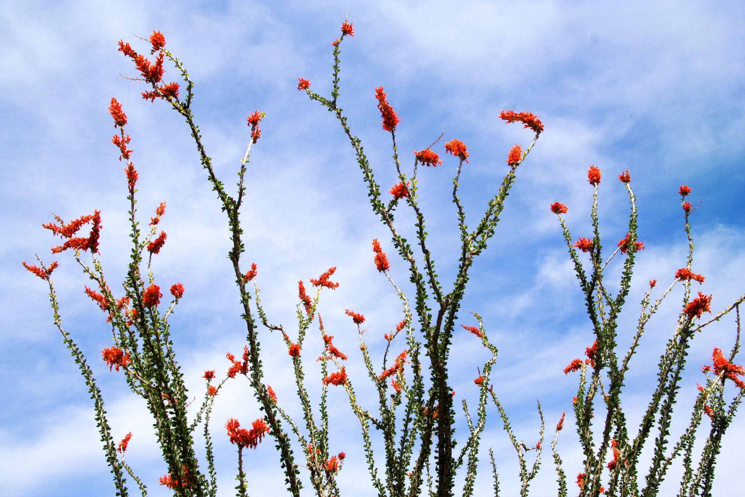 18,850 Acres of Critical Wildlife Habitat Secured in Northern Mexico!