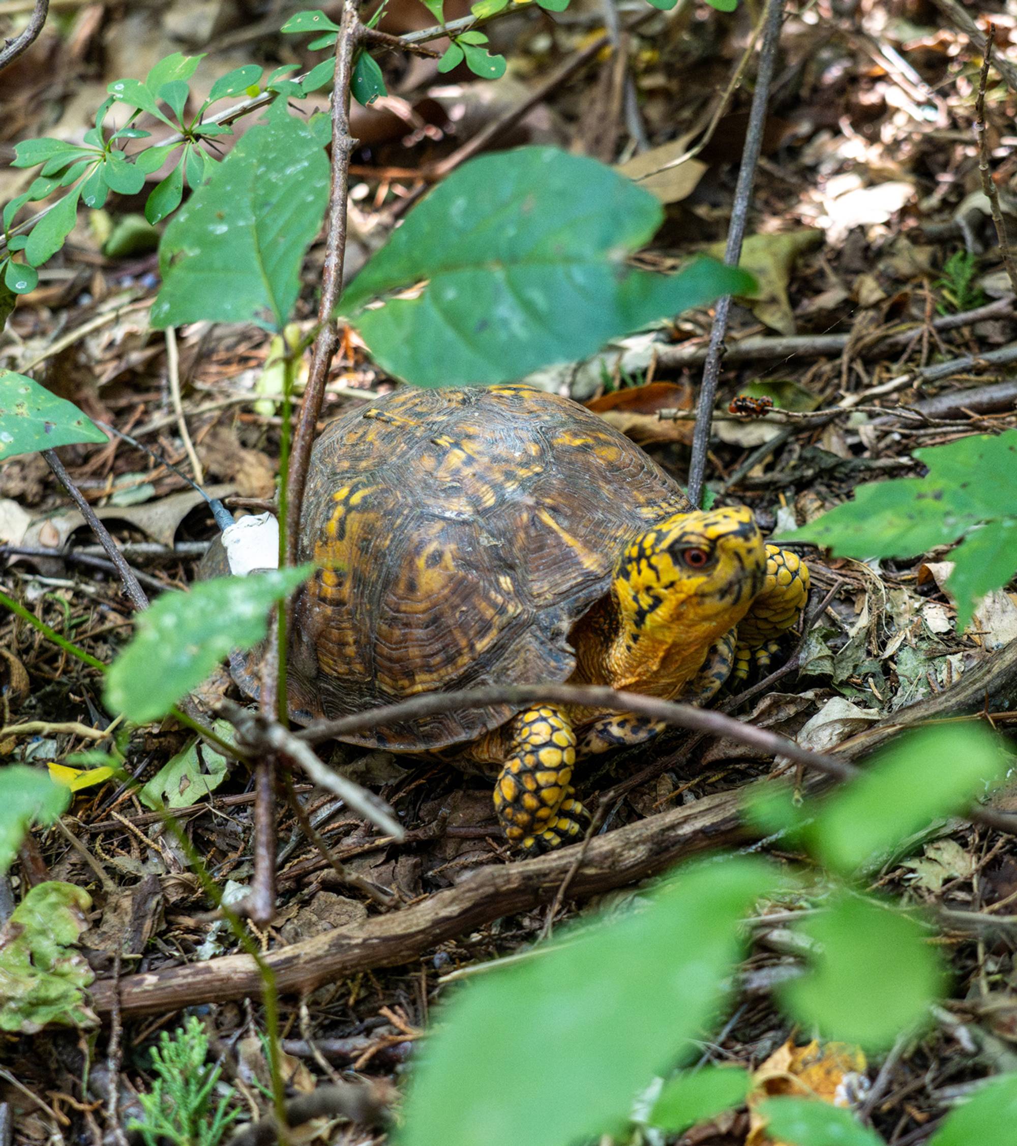 Fighting the Illegal Turtle Trade