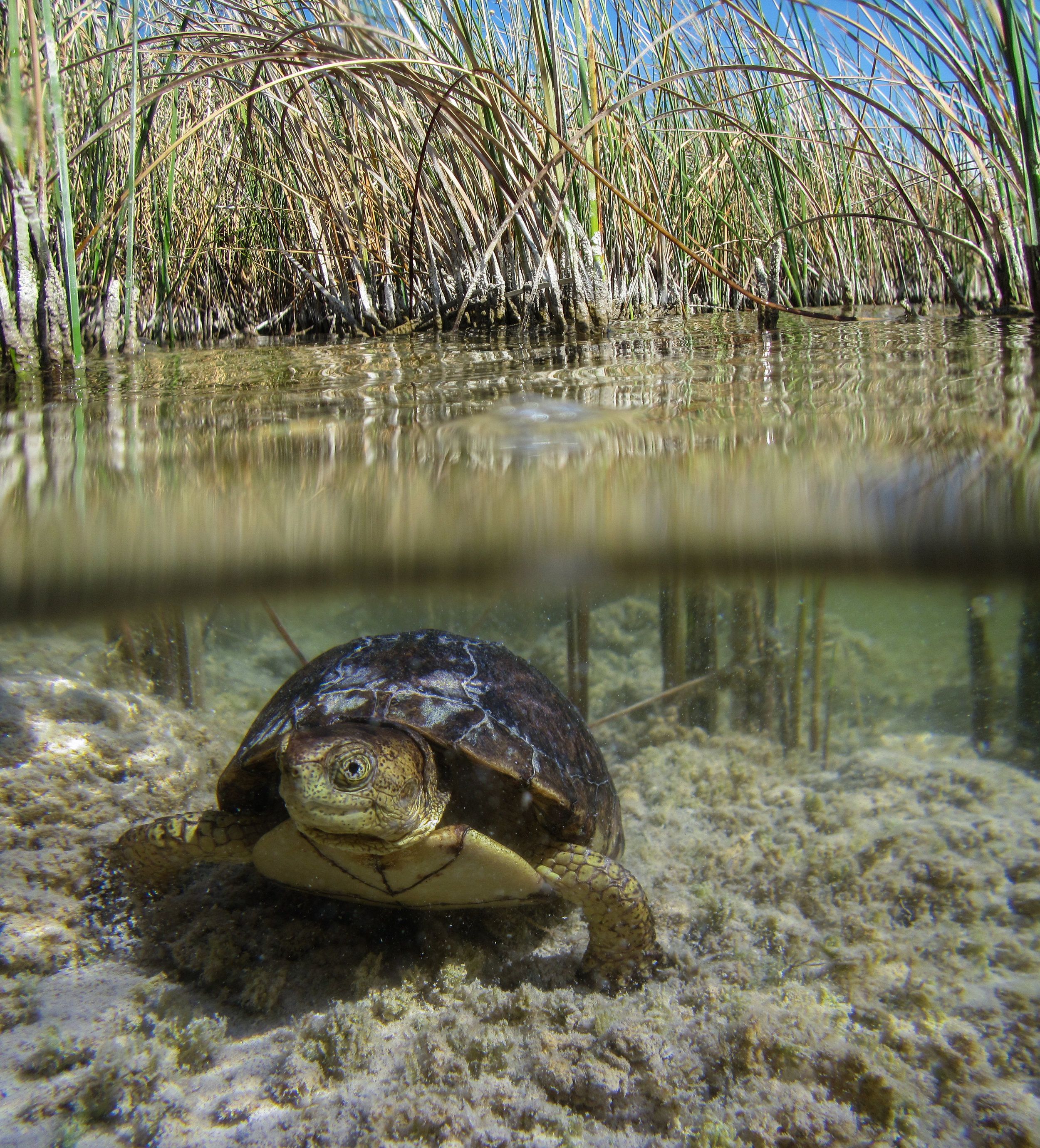 In the Field: Mexico