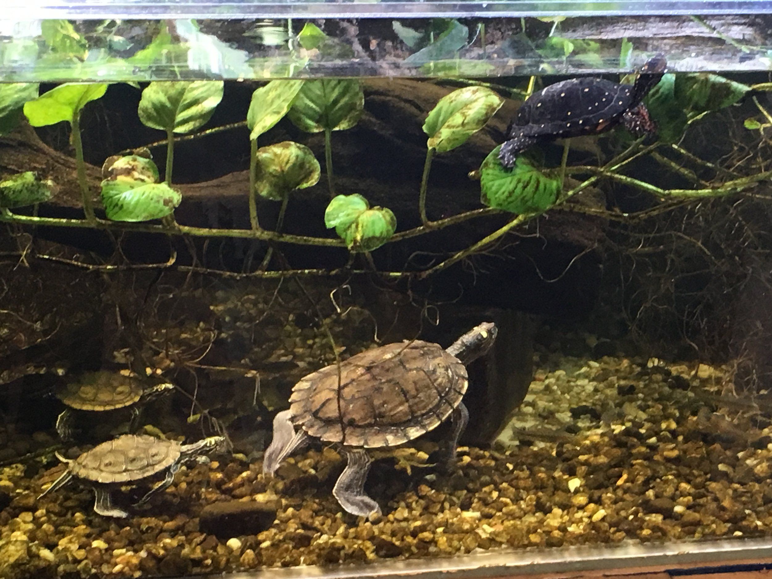 Turtle rehabilitation at MOHS Habitat