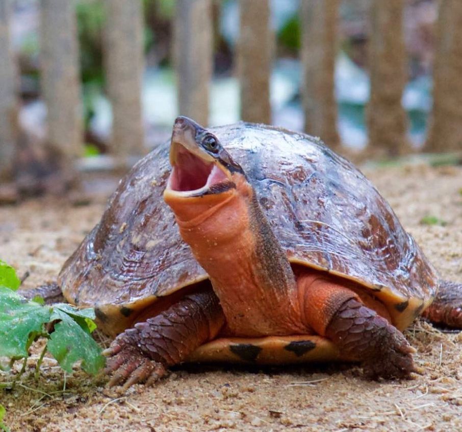 Golden Coin Turtle