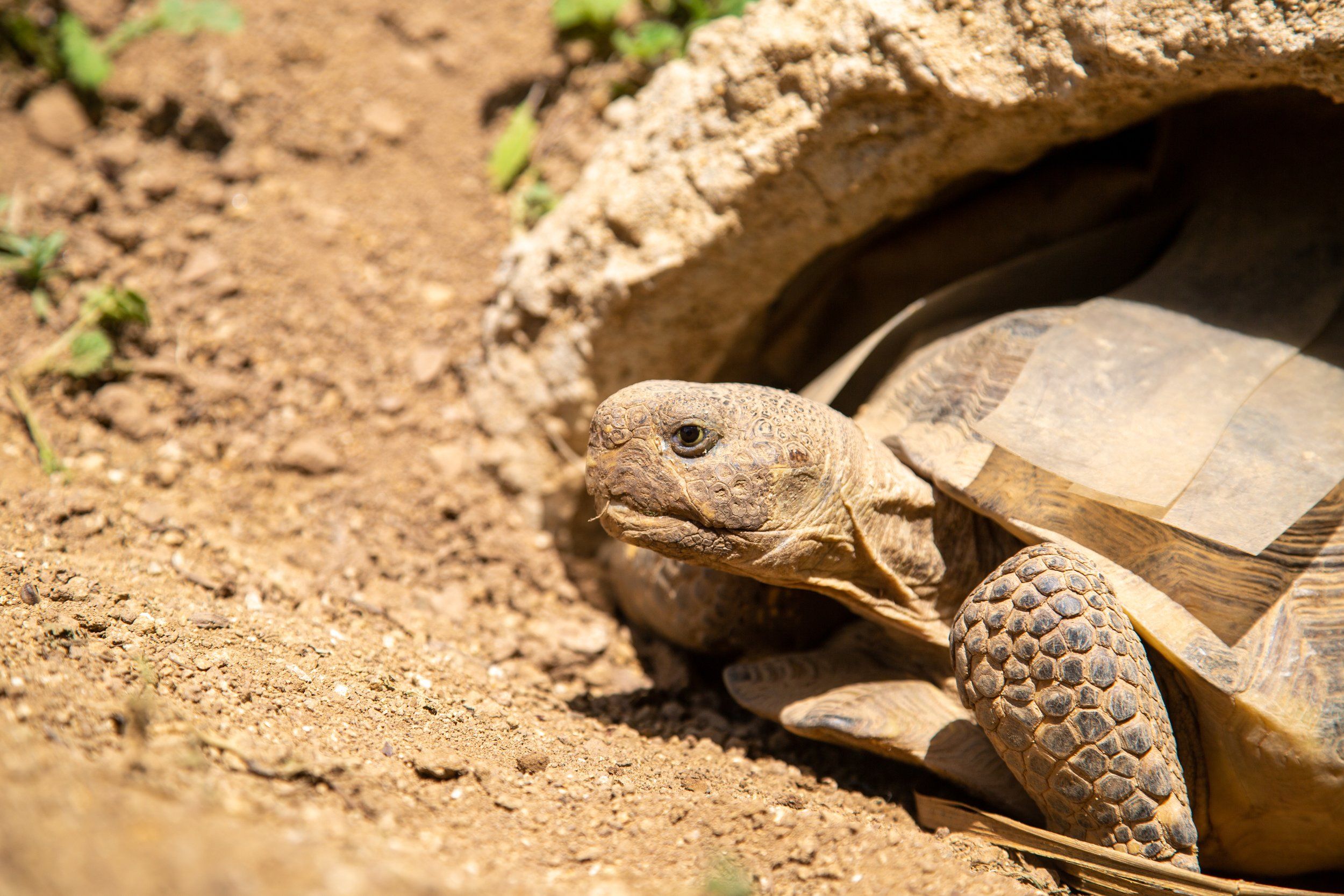 The Love Lives of Turtles