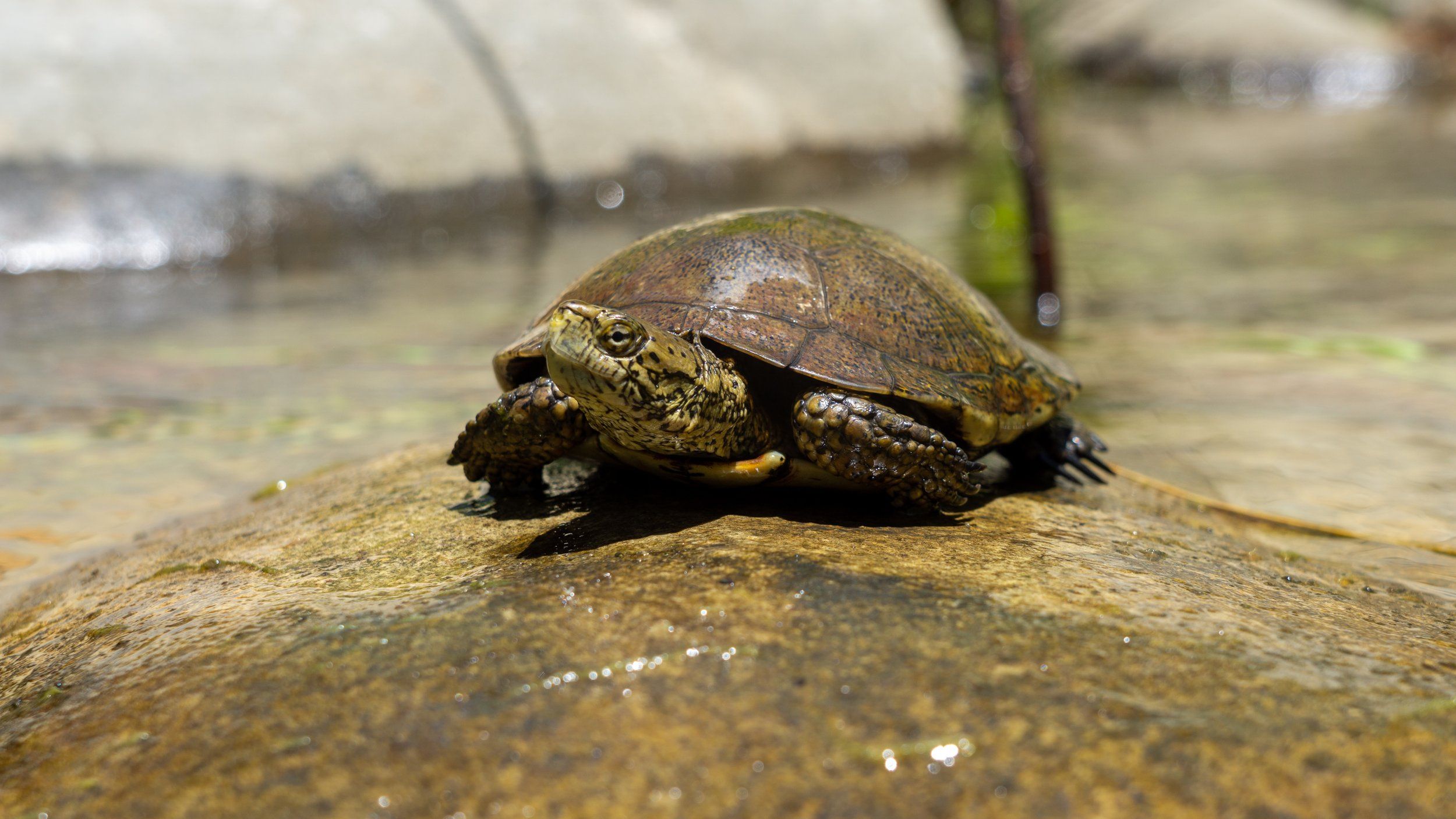 Southern Pacific Pond Turtle Conservation Program