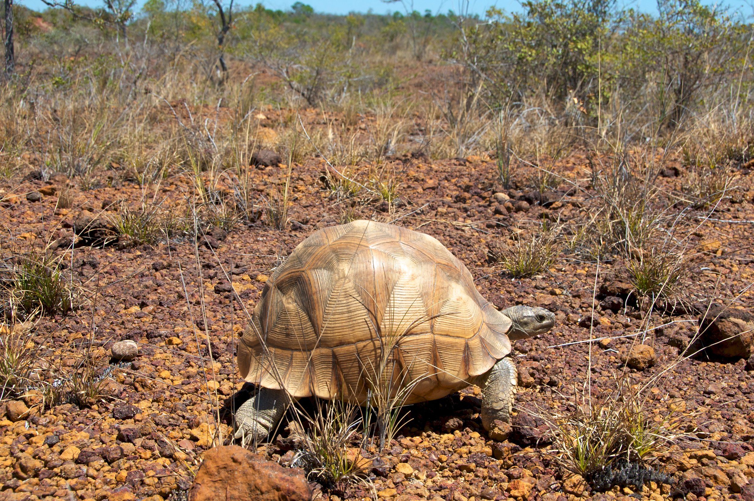 CITES Meeting: Turtle Conservationists Urge Immediate Action To End Poaching Of Ploughshare Tortoise