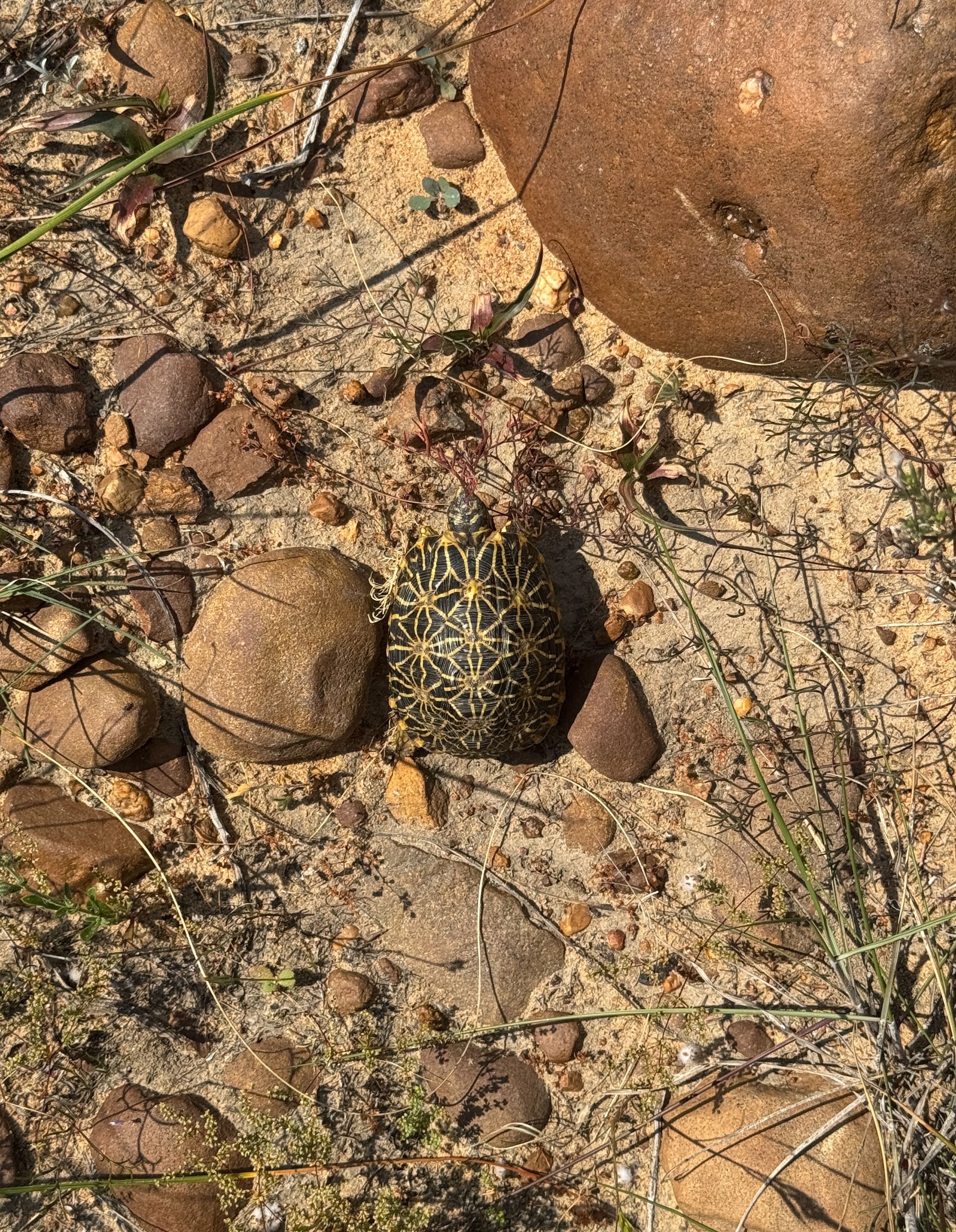 Turtle Conservancy | Outreach | In Search of the Ryukyu Black