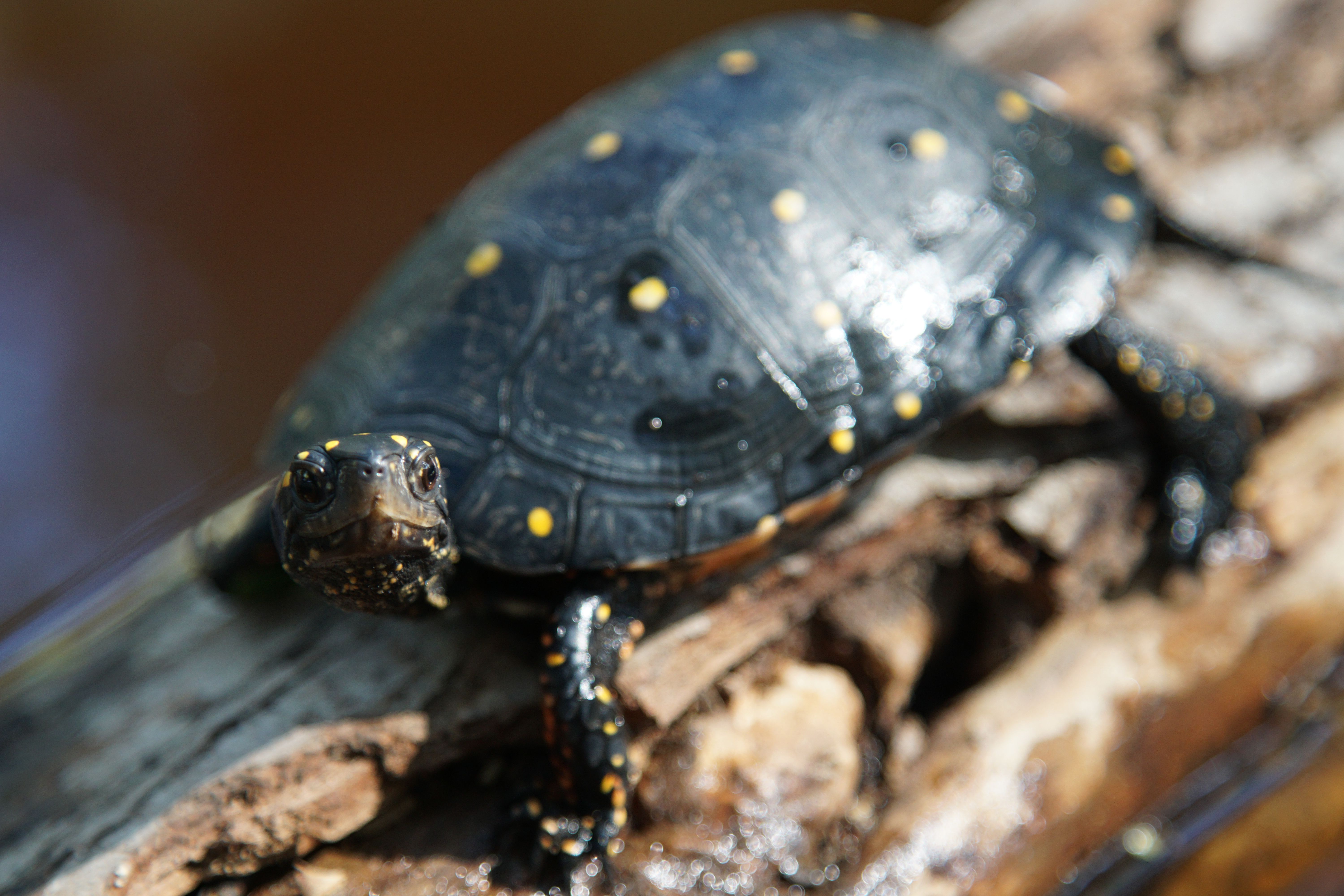 National Policy Changes Threaten Turtle Conservation in the USA