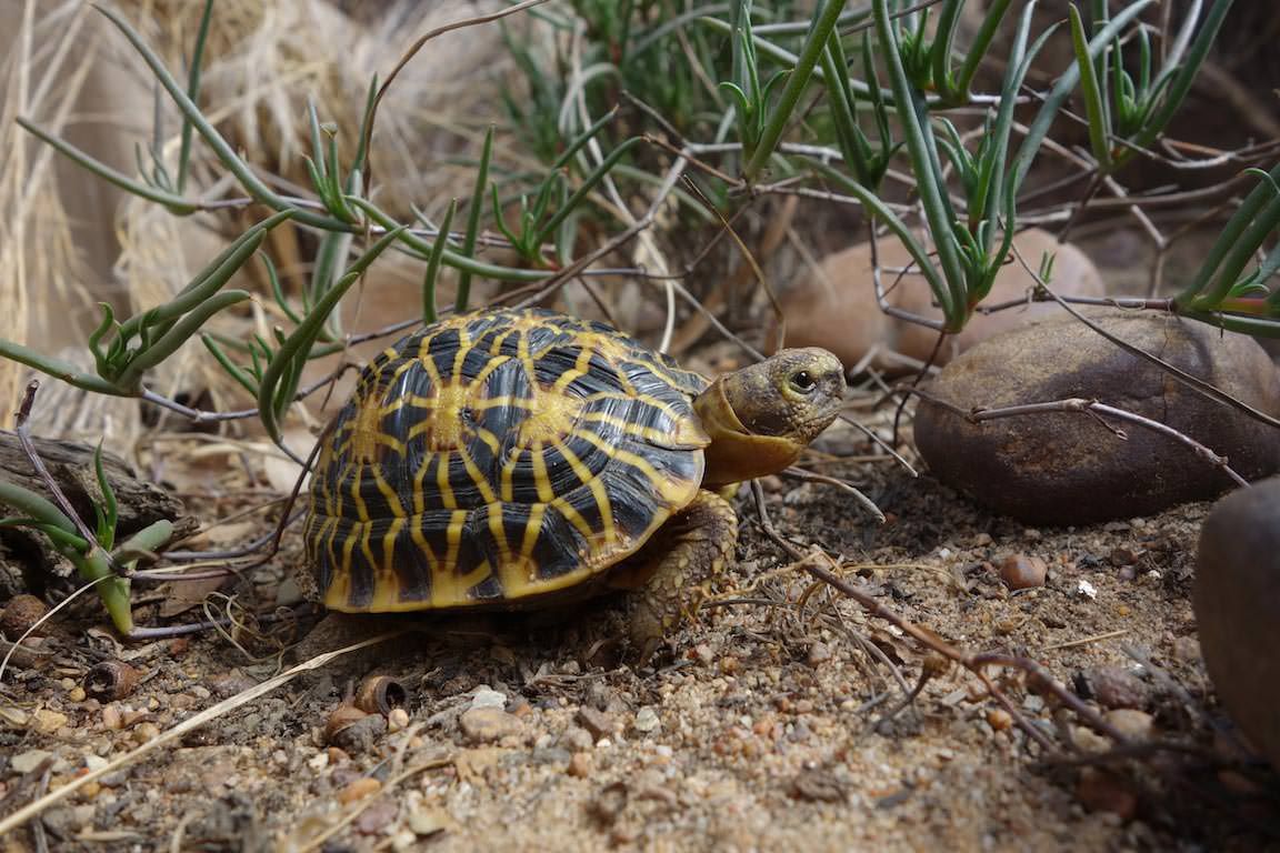 Geometric Tortoise Preserve Update