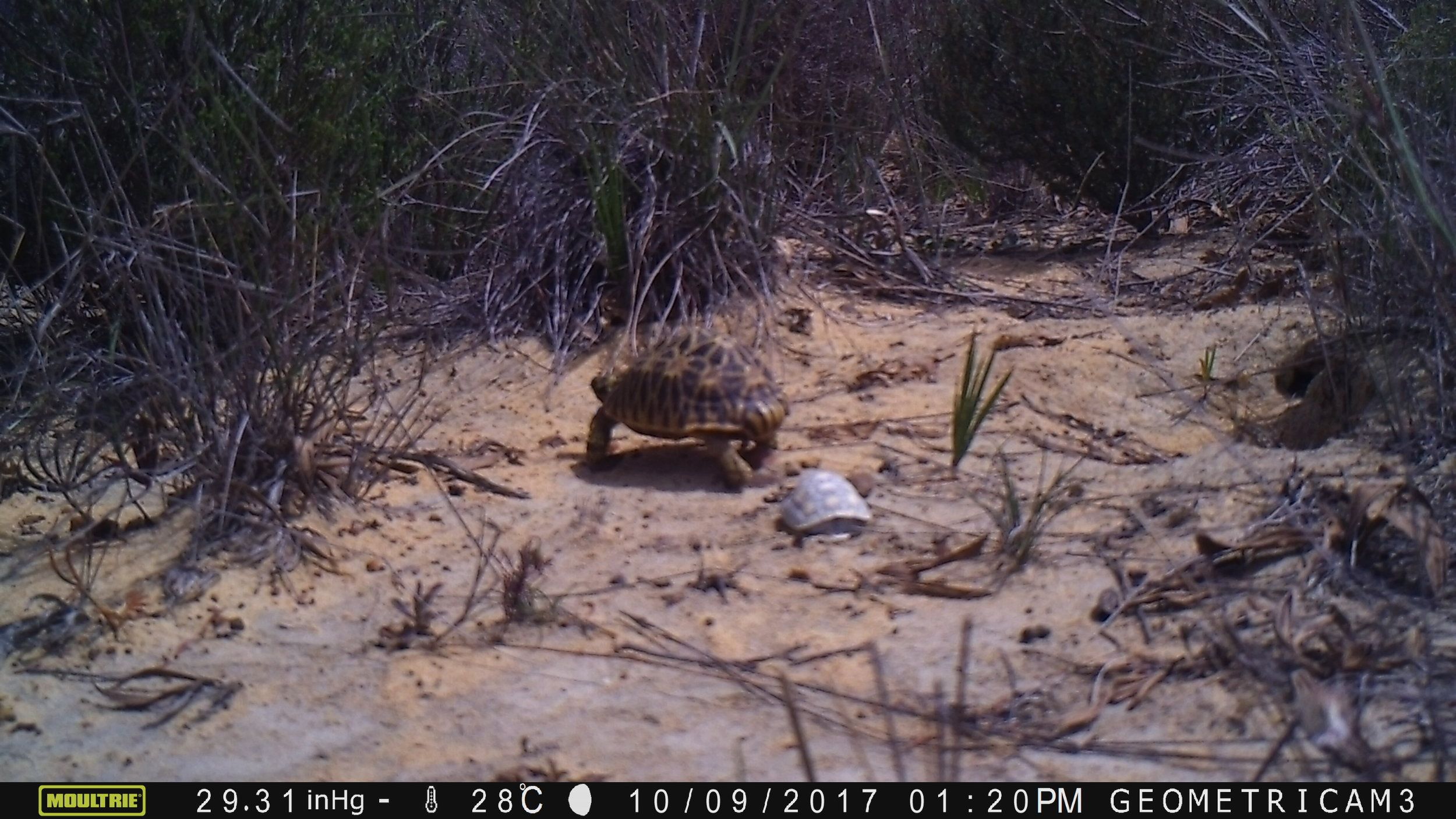 How 3D Printing Could Save Baby Tortoises